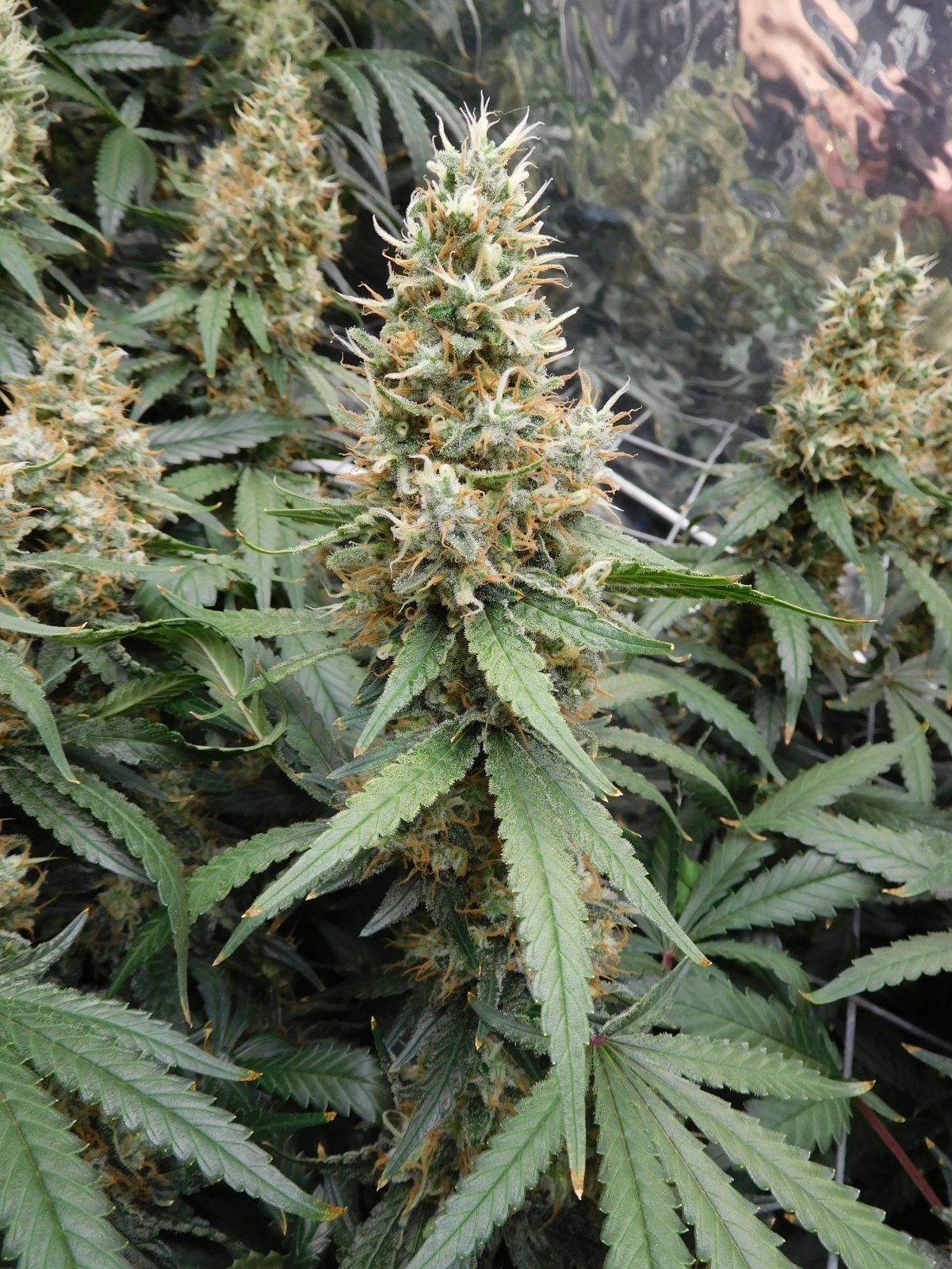 AG Day 56 Flower (7).JPG