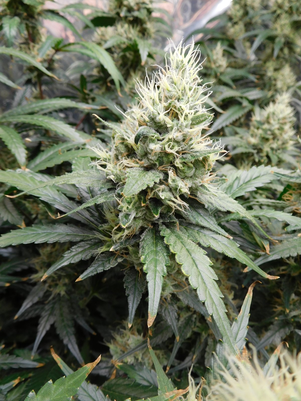 AG Day 56 Flower (8).JPG