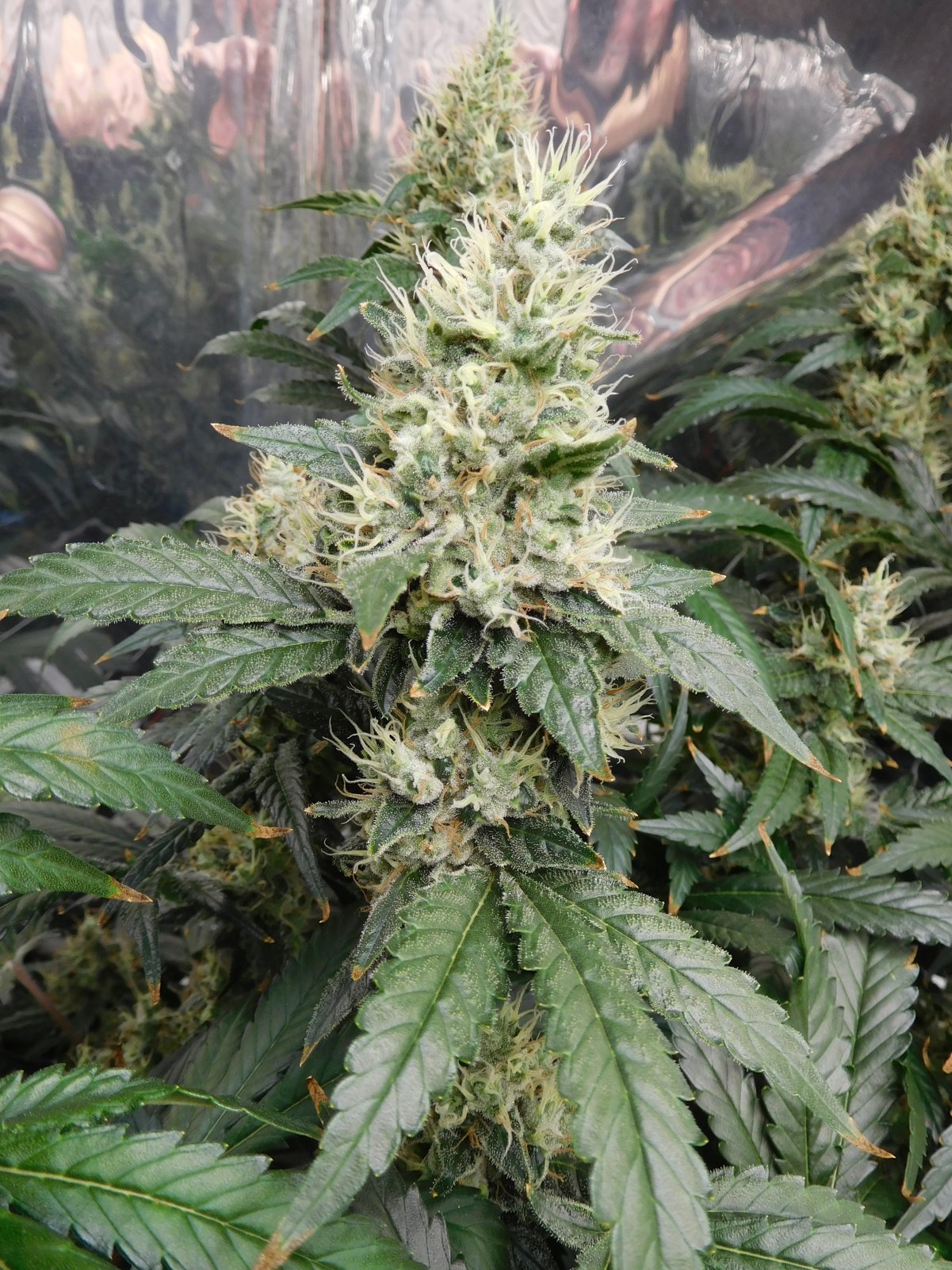 AG Day 56 Flower (9).JPG