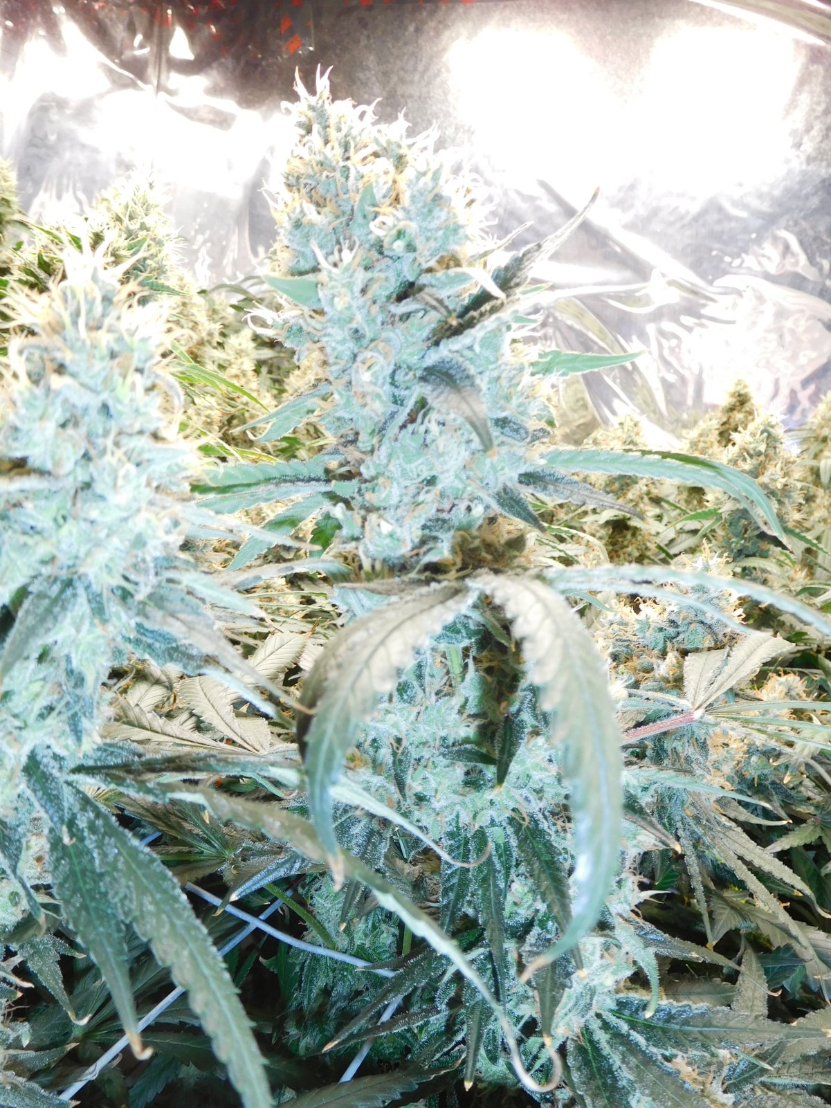 AG Day 57 Flower (10).JPG