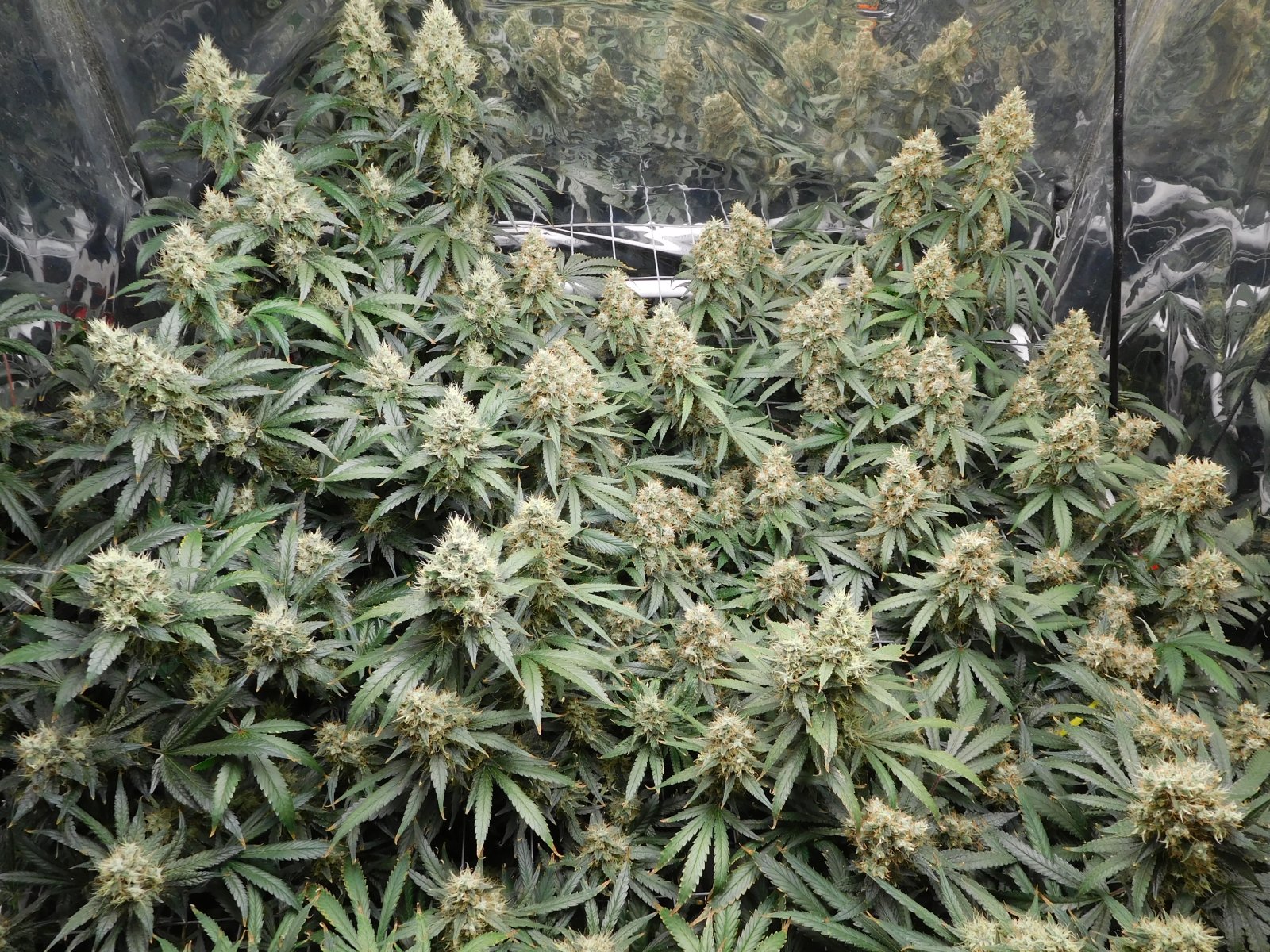 AG Day 57 Flower (3).JPG