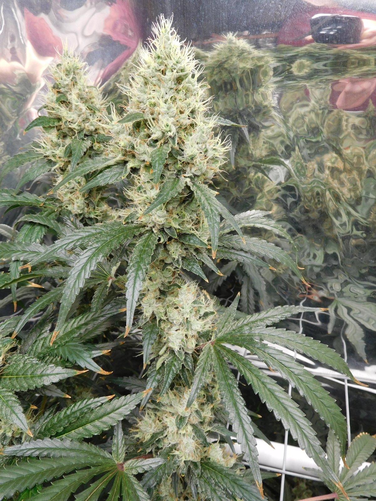 AG Day 57 Flower (4).JPG