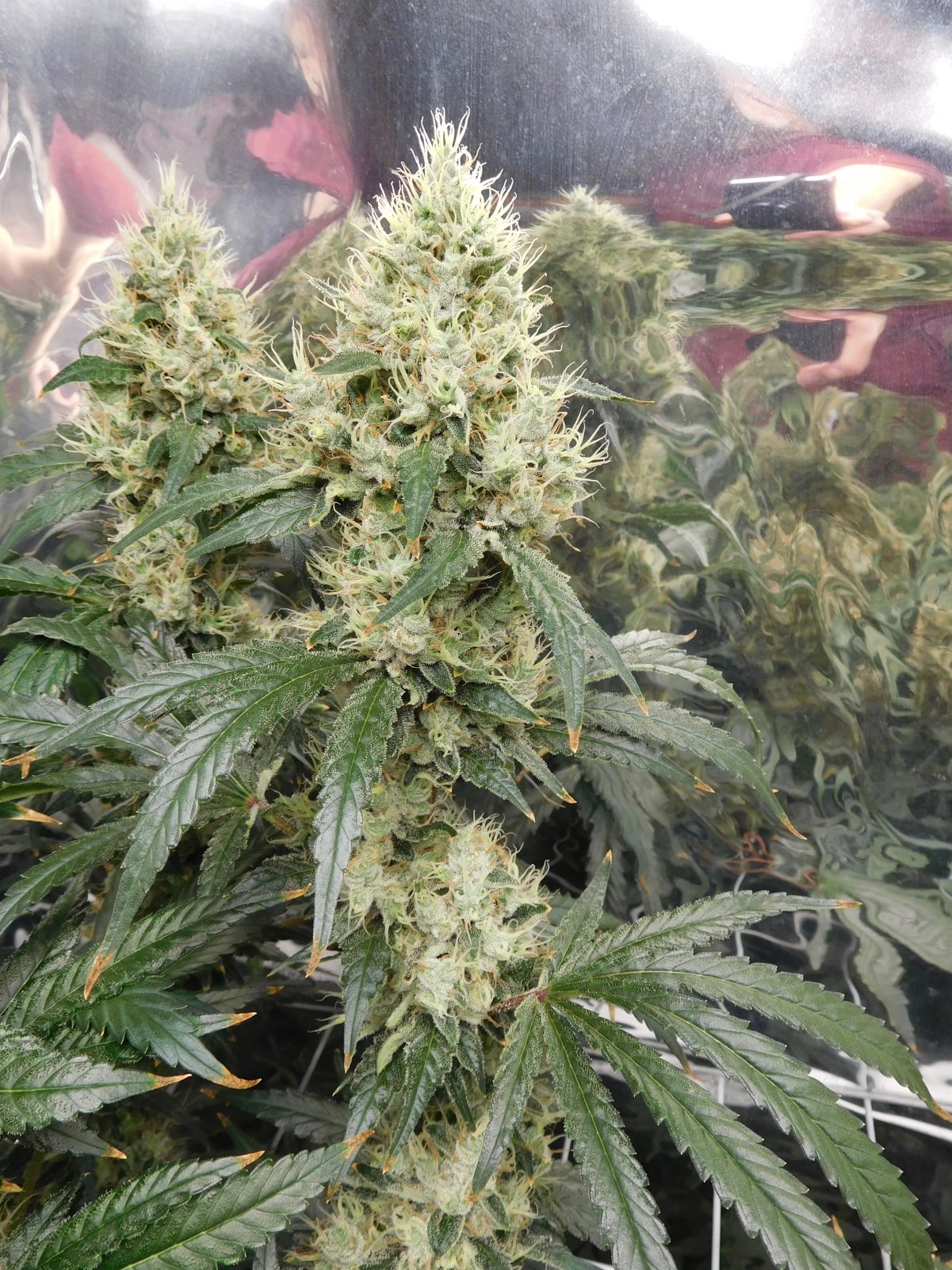 AG Day 57 Flower (5).JPG