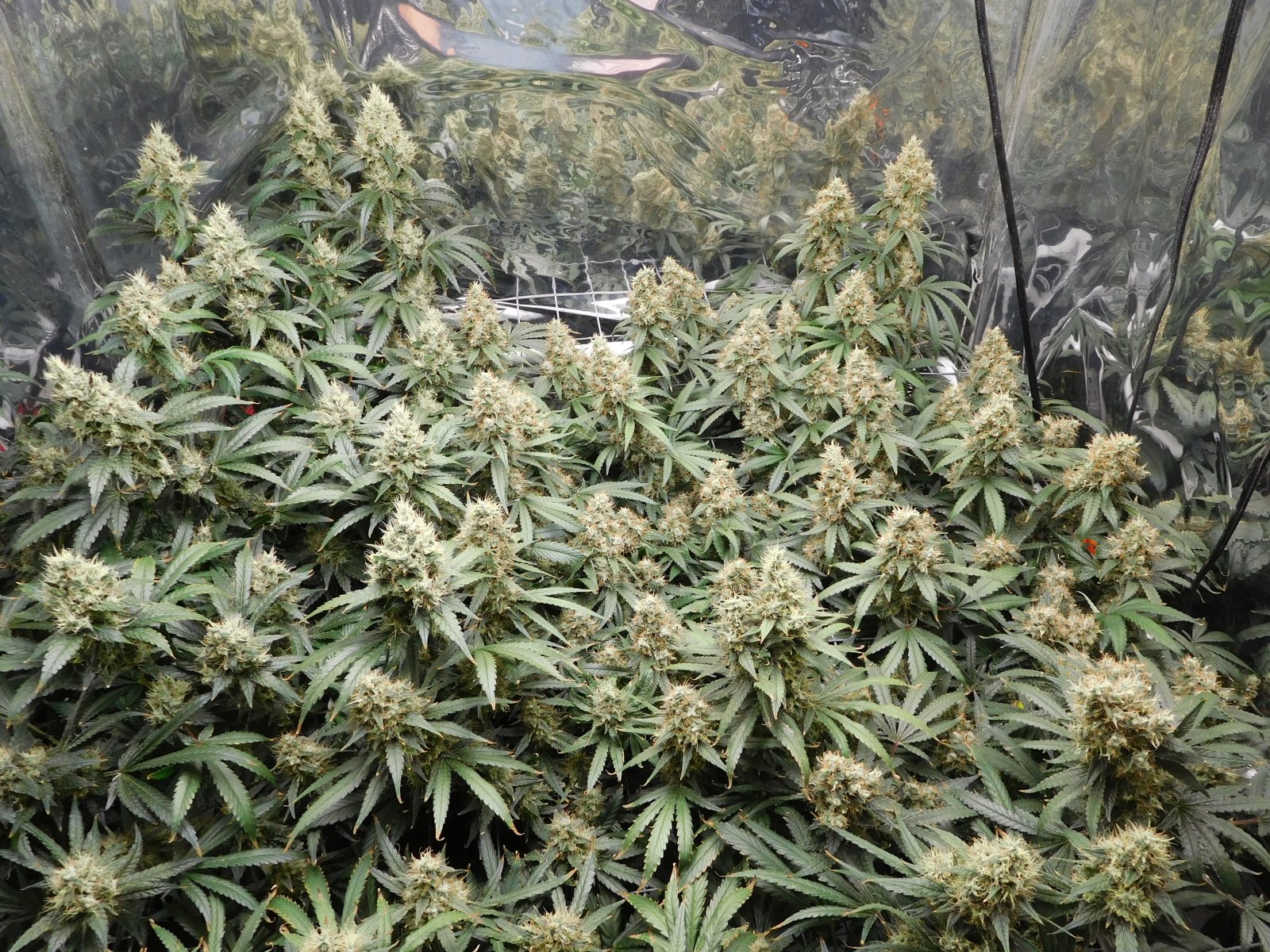 AG Day 58 Flower (4).JPG