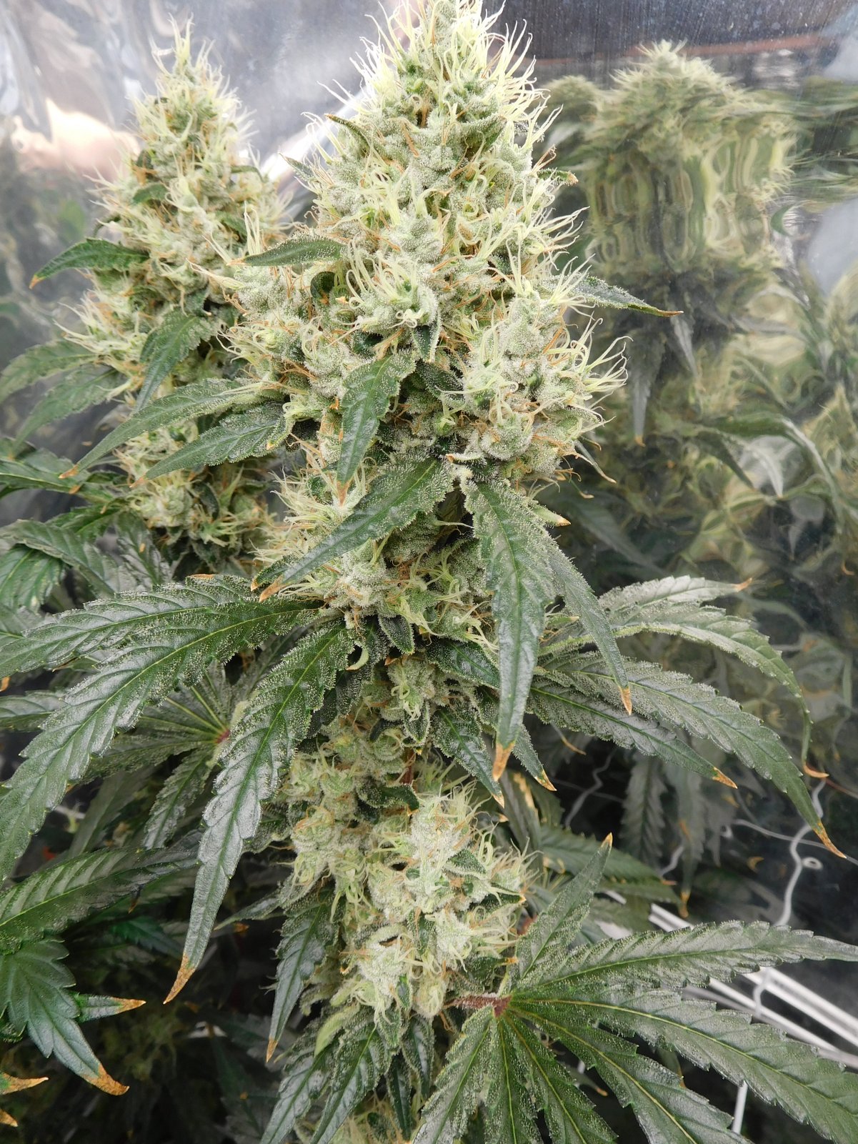 AG Day 58 Flower (5).JPG