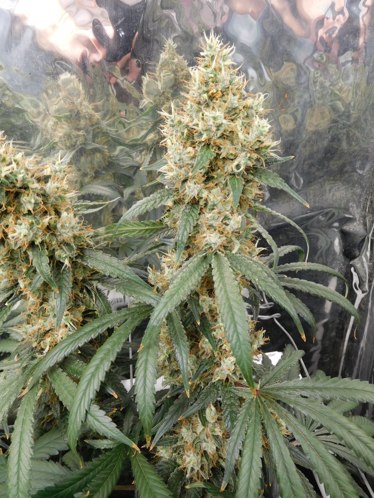 AG Day 58 Flower (6).JPG