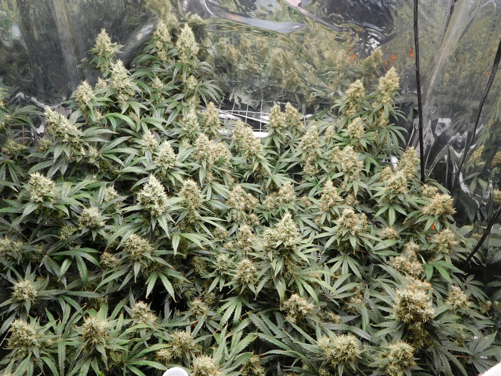 AG Day 59 Flower (2).JPG