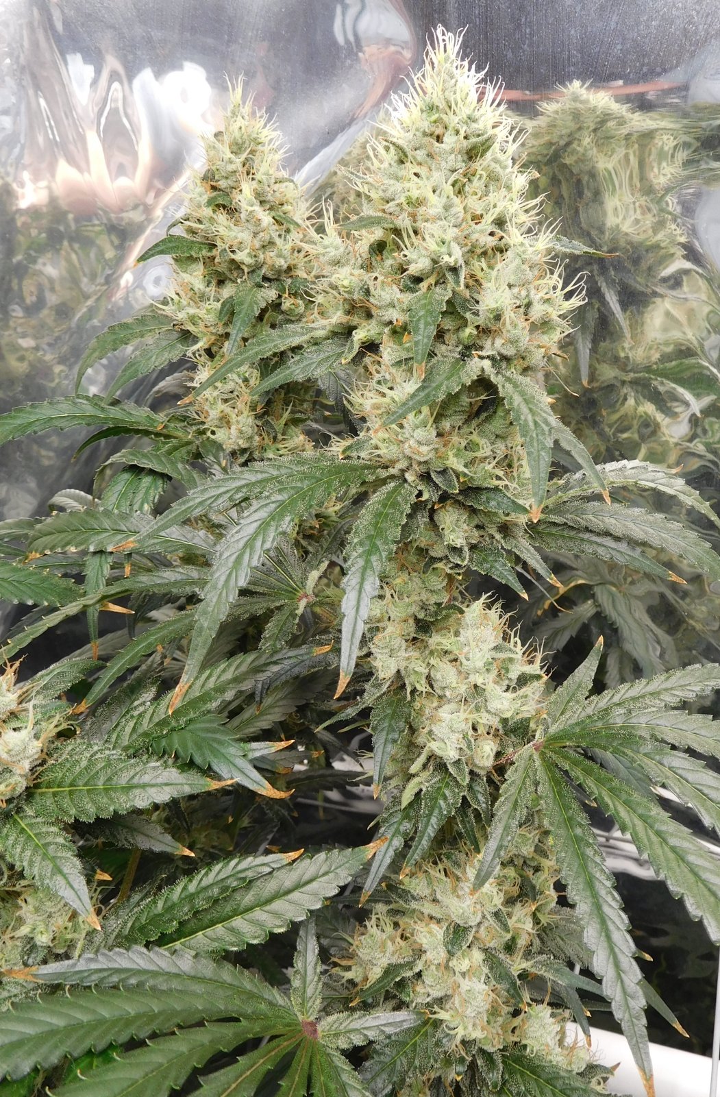 AG Day 59 Flower (3).JPG