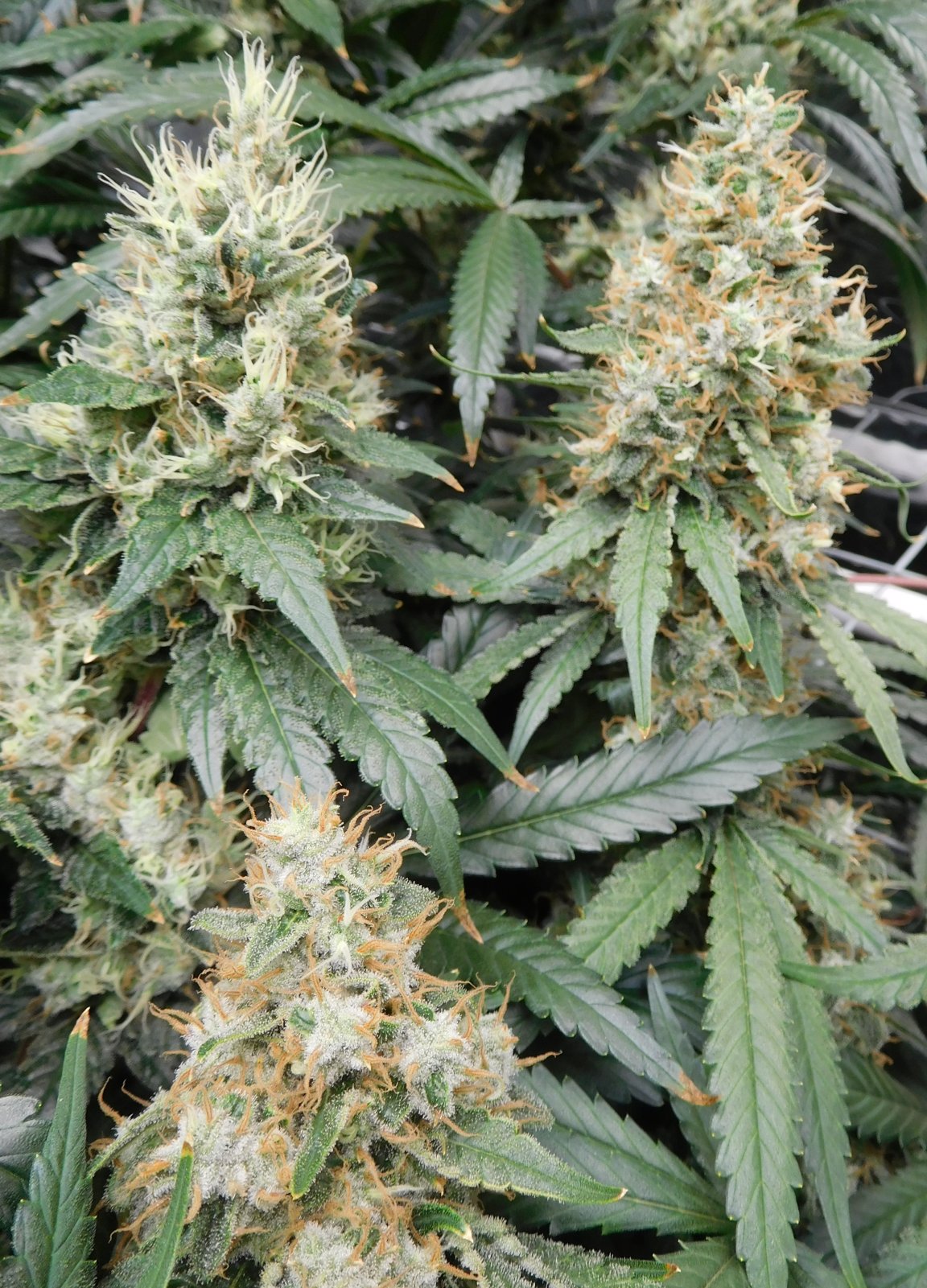 AG Day 59 Flower (4).JPG