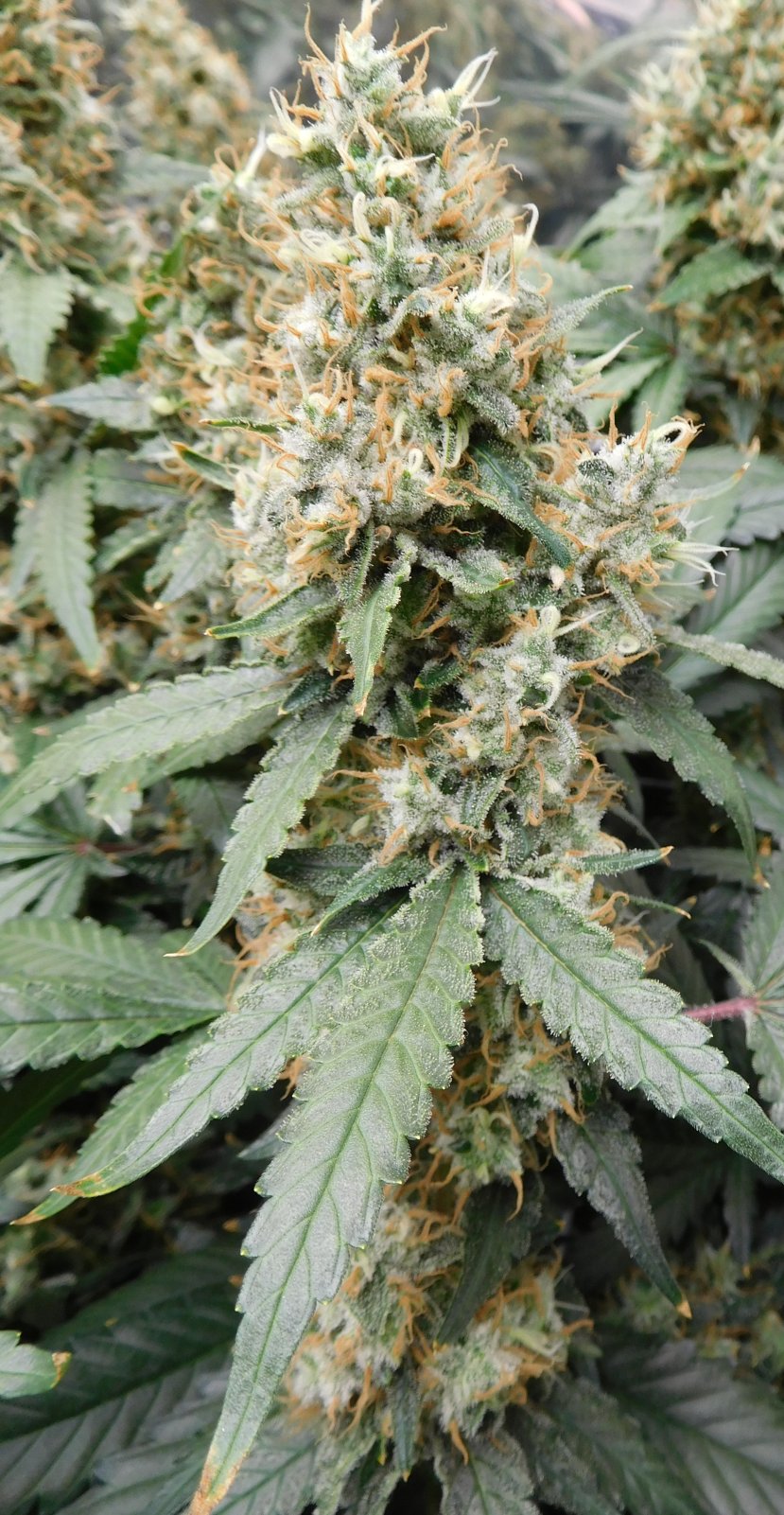 AG Day 59 Flower (6).JPG