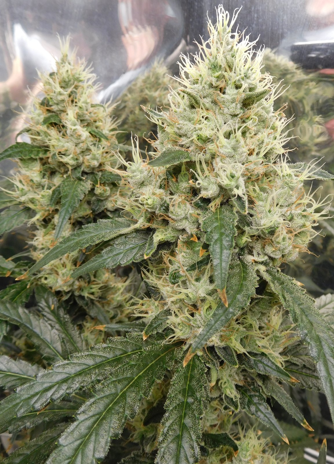 AG Day 59 Flower (7).JPG