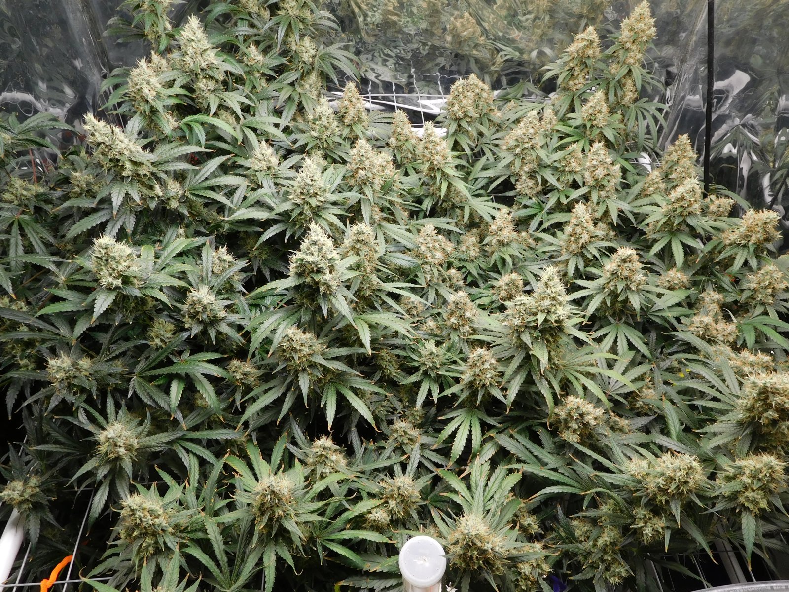 AG Day 60 Flower (3).JPG