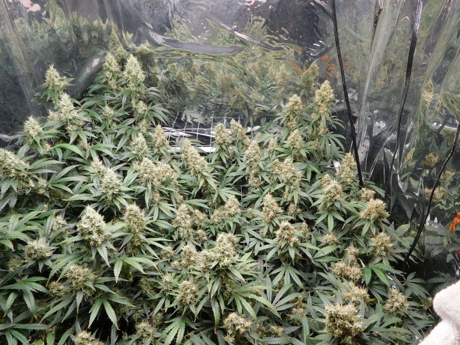 AG Day 60 Flower (5).JPG