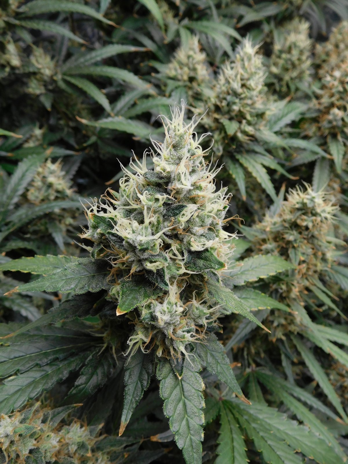 AG Day 60 Flower (9).JPG