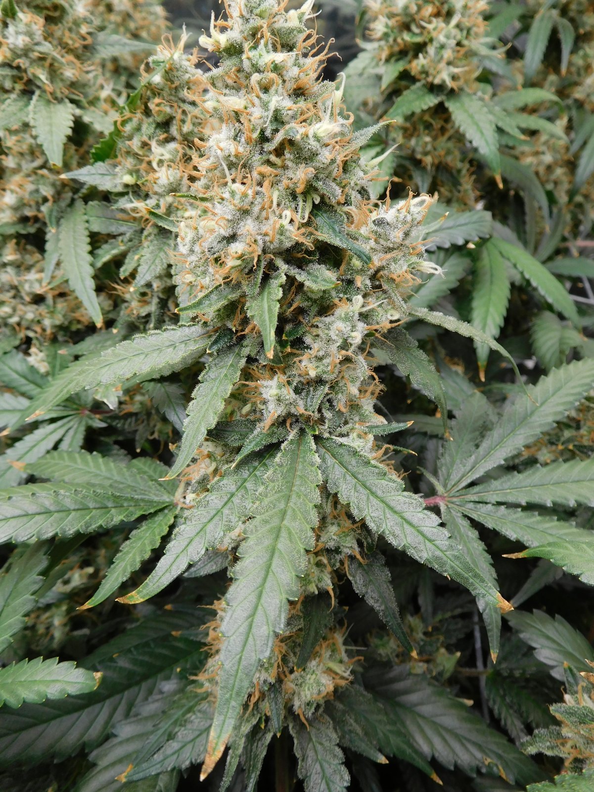 AG Day 61 Flower (8).JPG