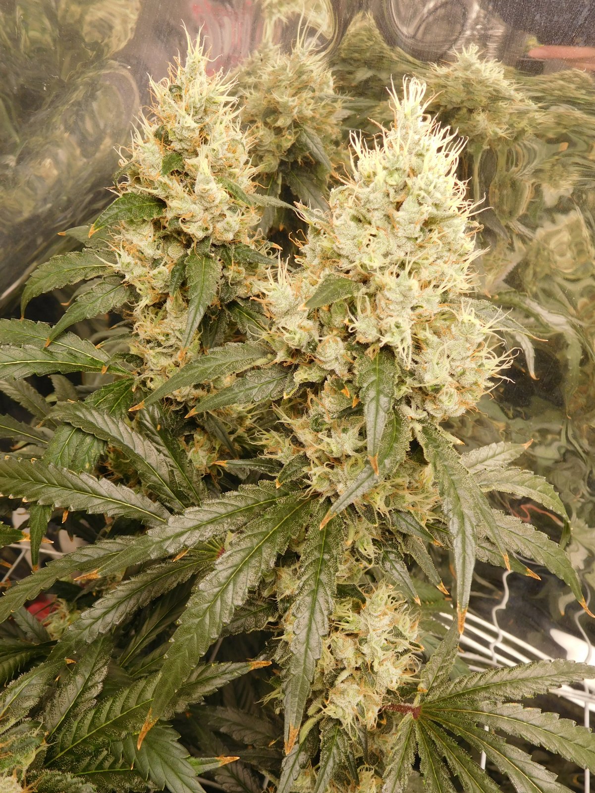 AG Day 62 Flower (3).JPG