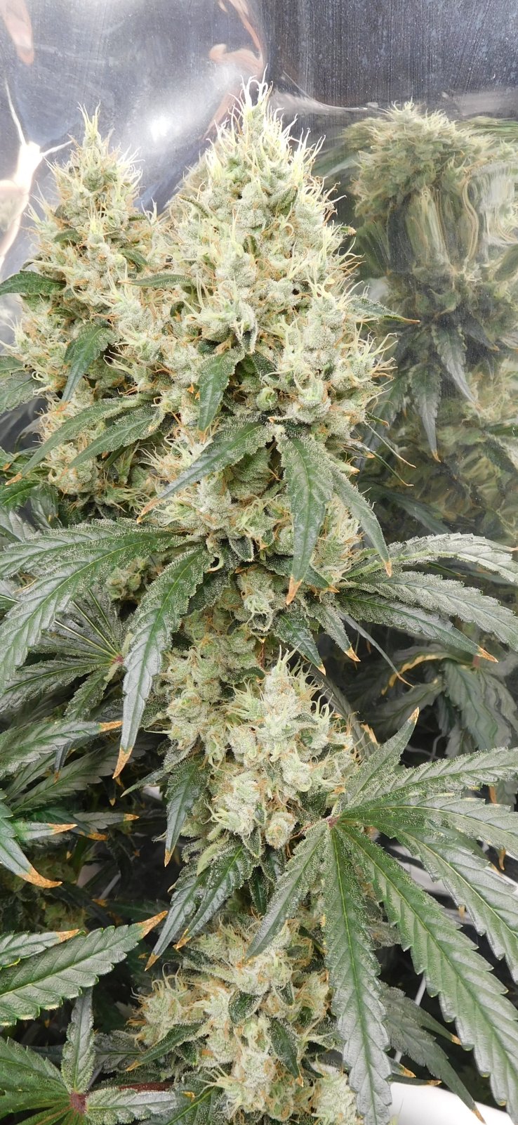 AG Day 64 Flower (4).JPG