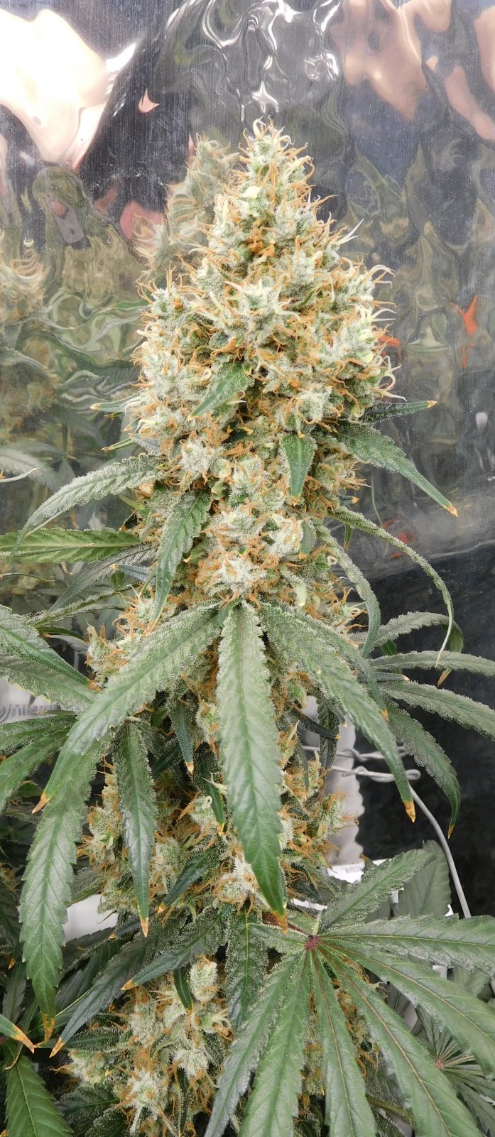 AG Day 64 Flower (5).JPG