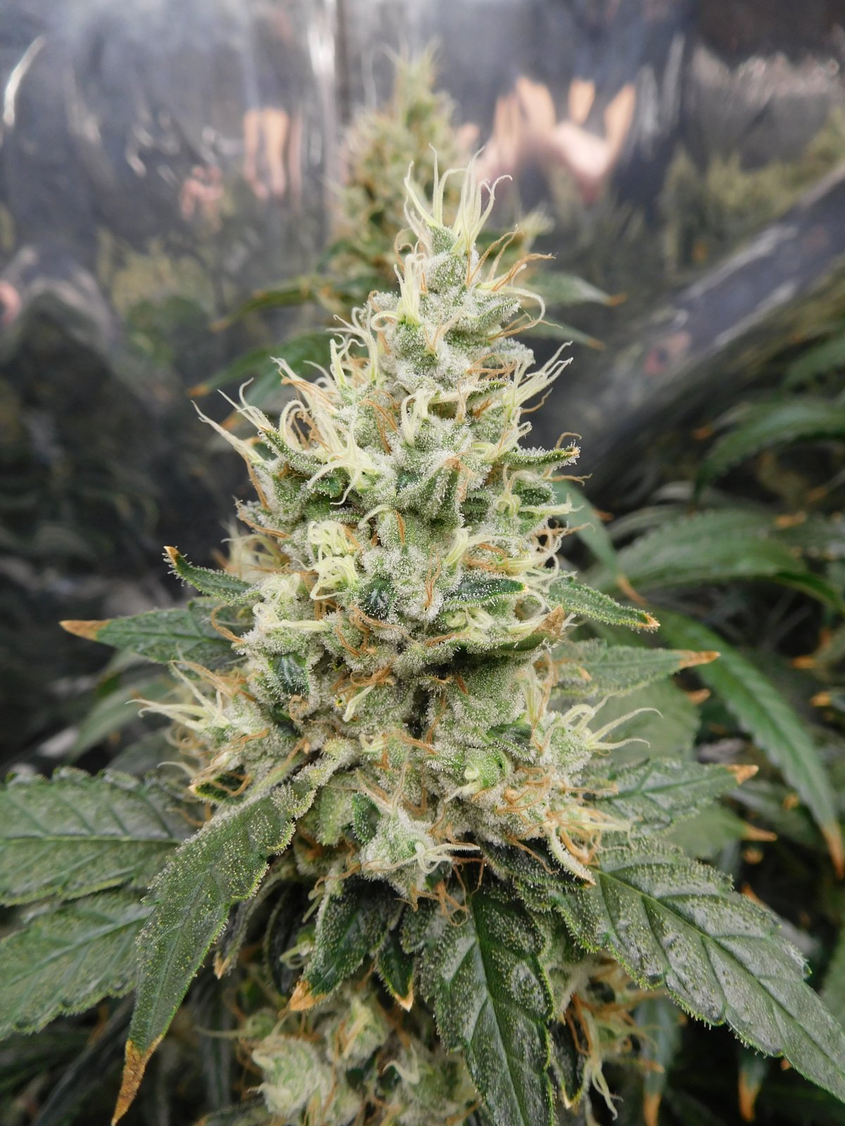 AG Day 64 Flower (6).JPG