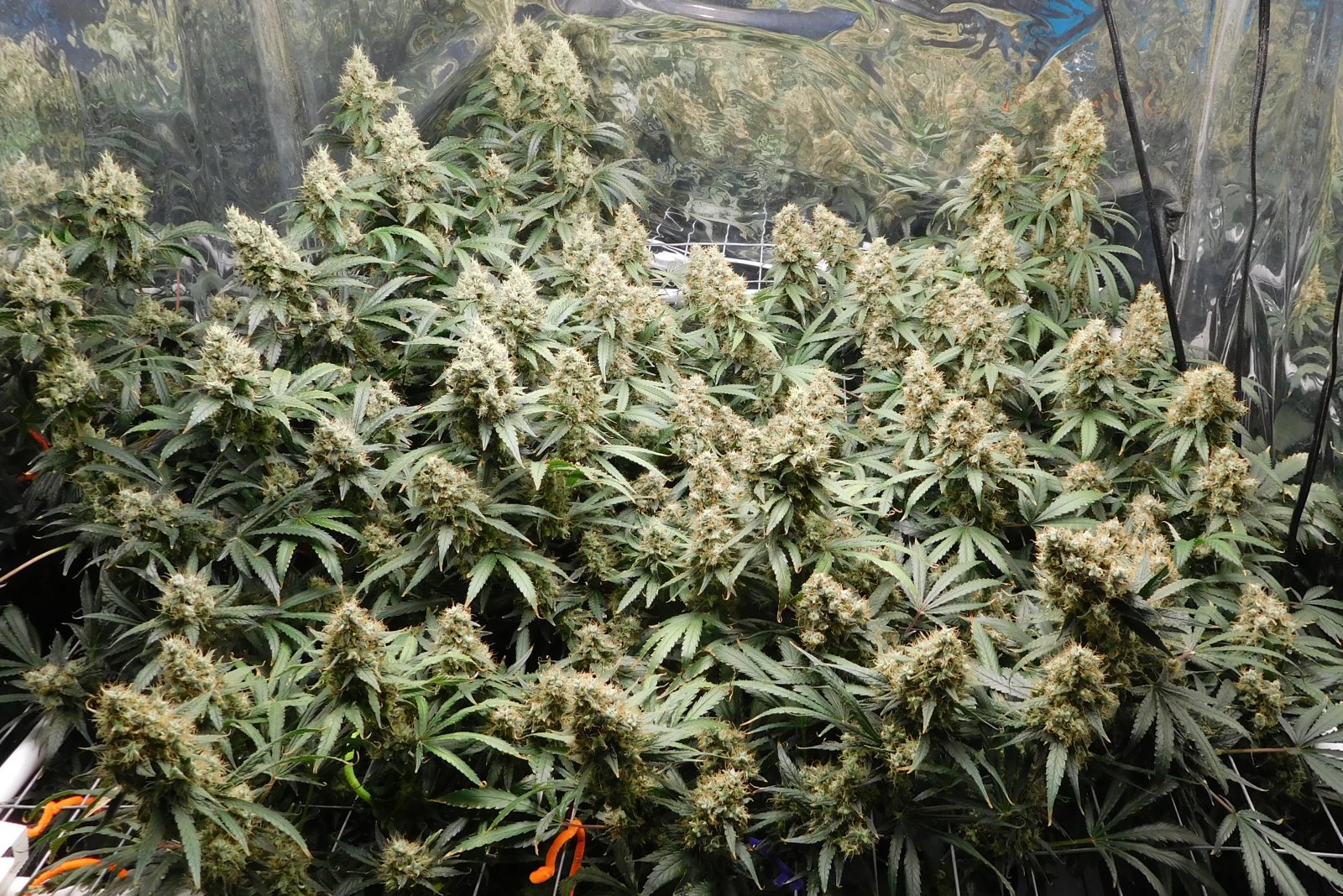 AG Day 67 Flower (2).JPG