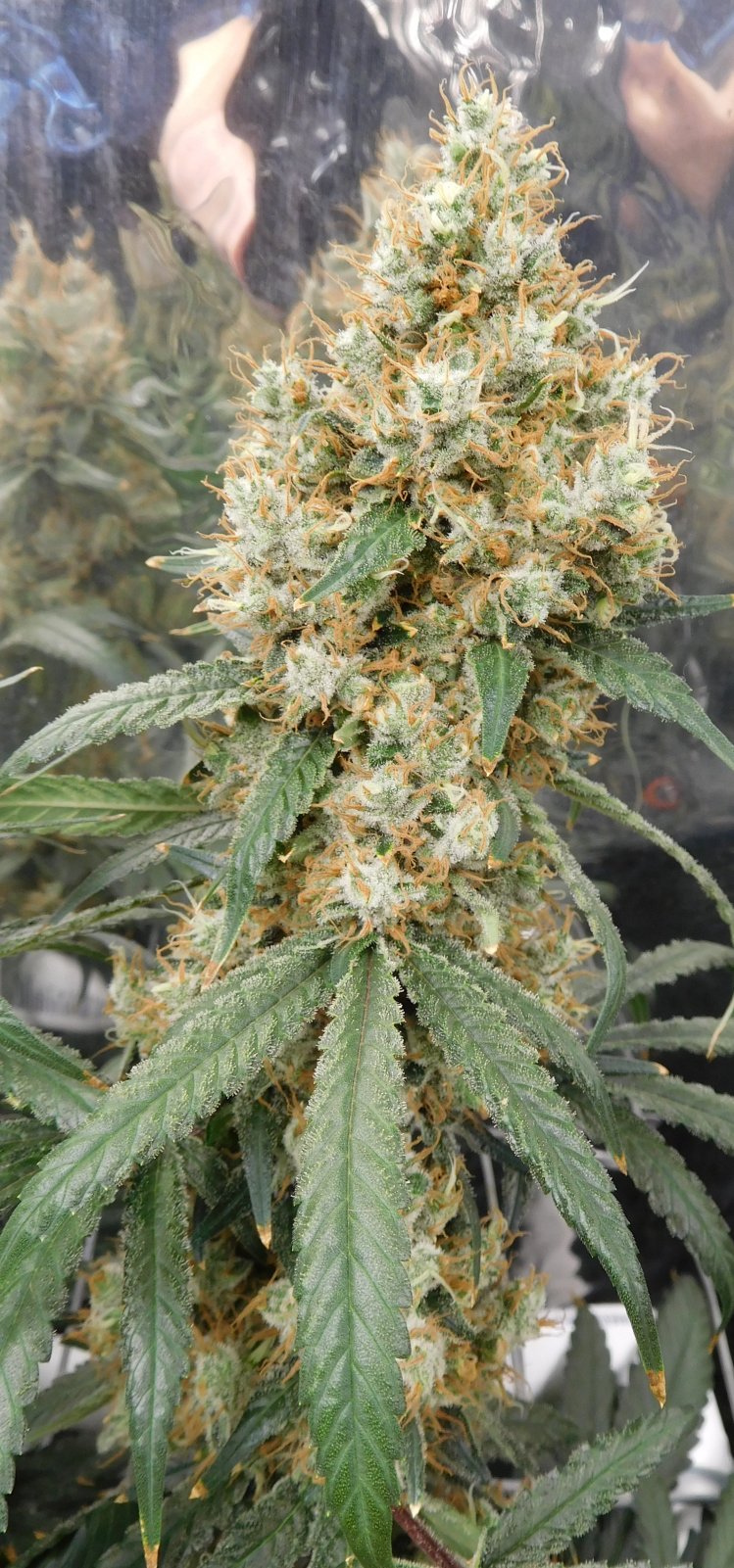 AG Day 67 Flower (3).JPG