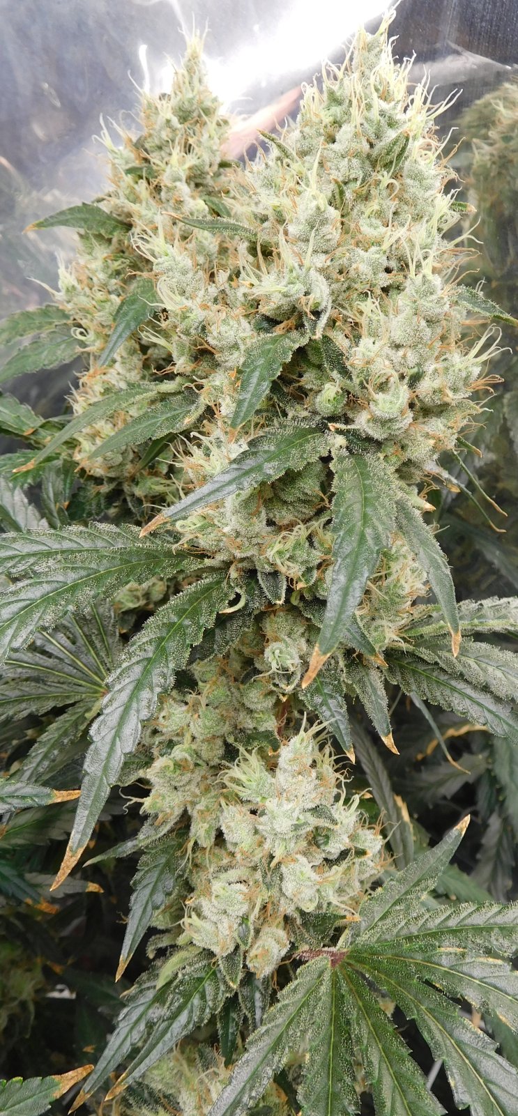 AG Day 67 Flower (4).JPG