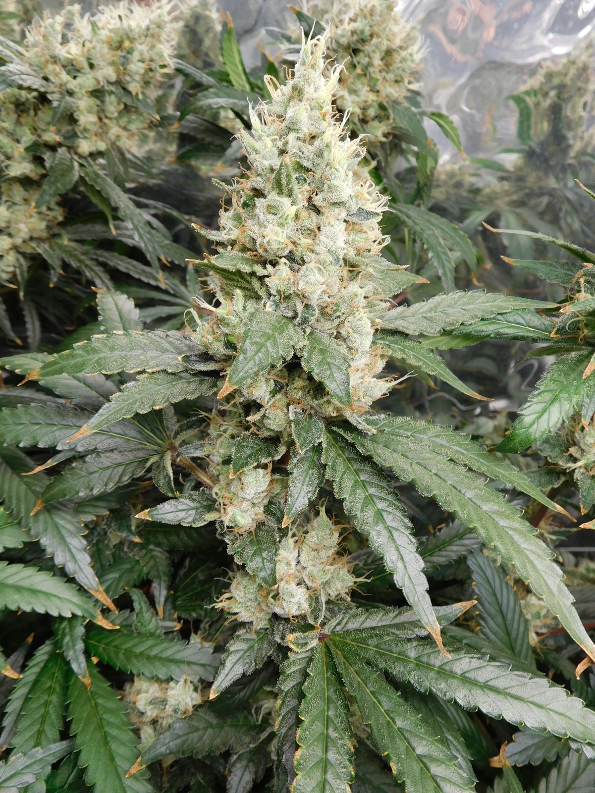 AG Day 67 Flower (5).JPG