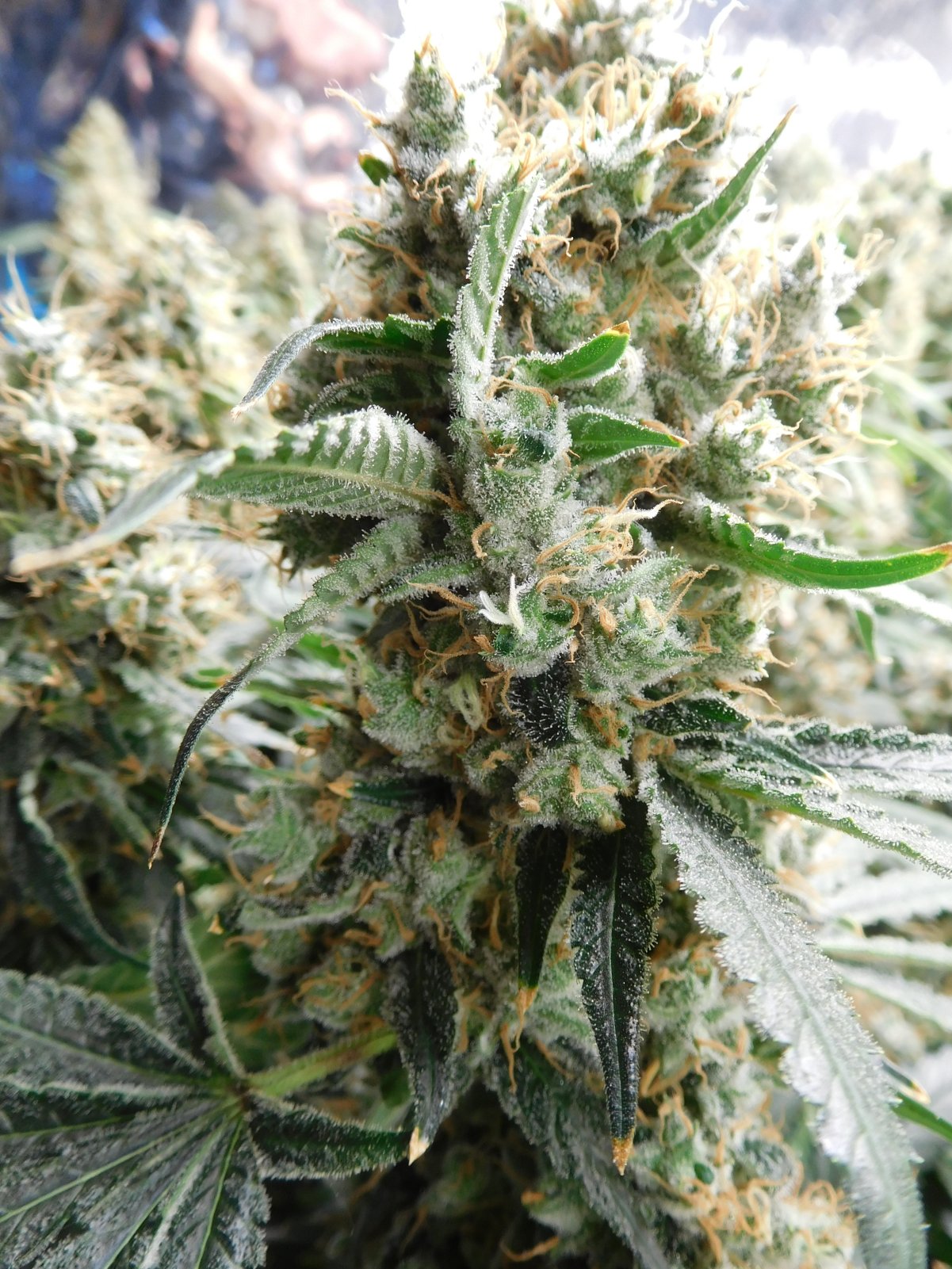 AG Day 67 Flower (7).JPG