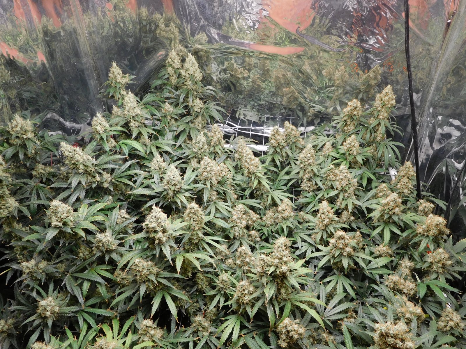 AG Day 69 Flower (3).JPG