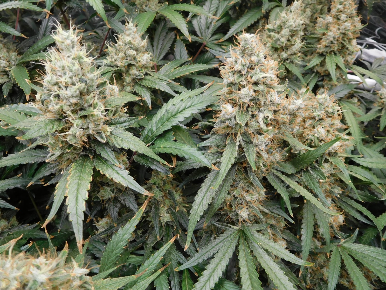 AG Day 69 Flower (6).JPG