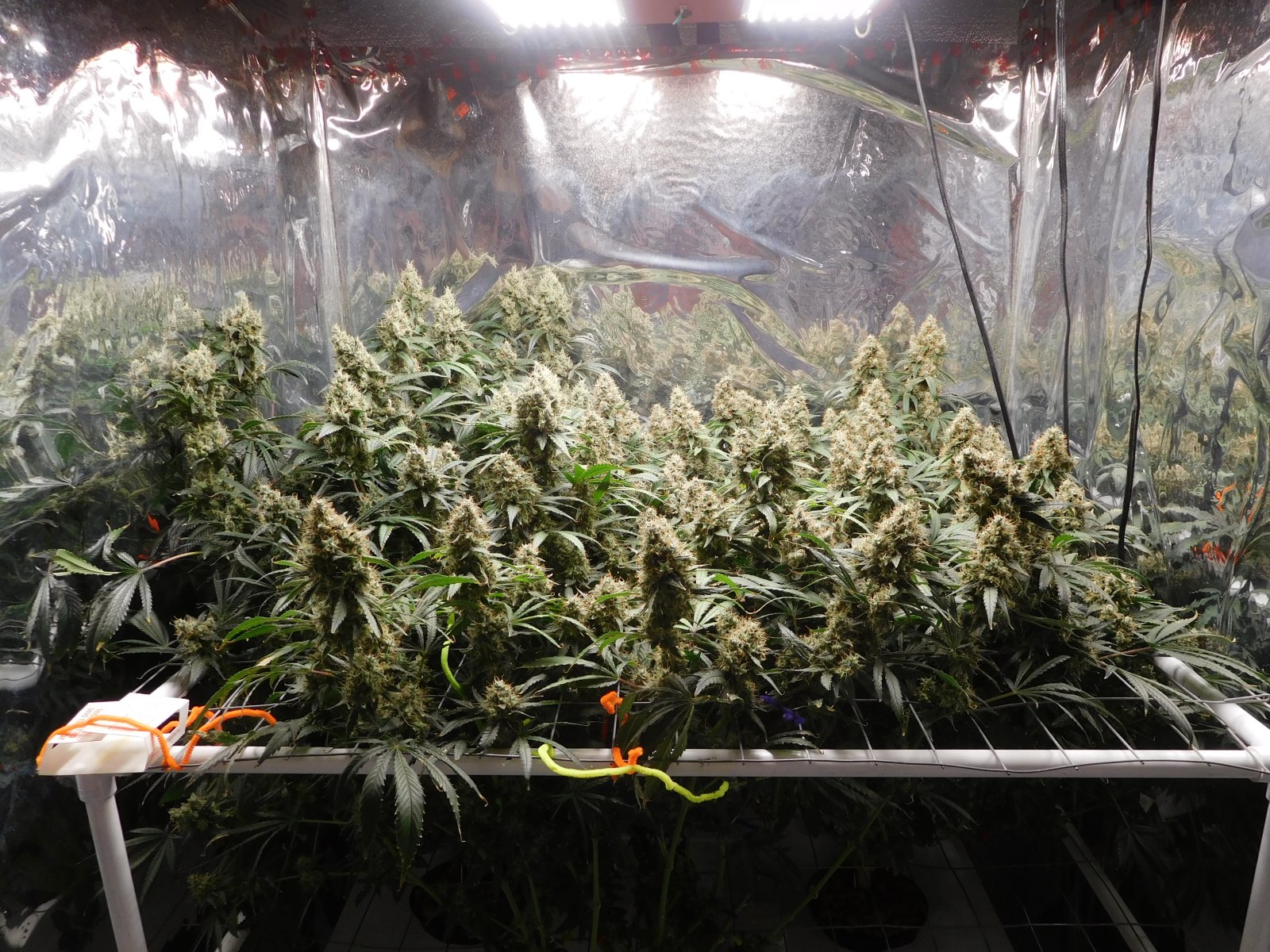 AG Day 70 Flower (1).JPG