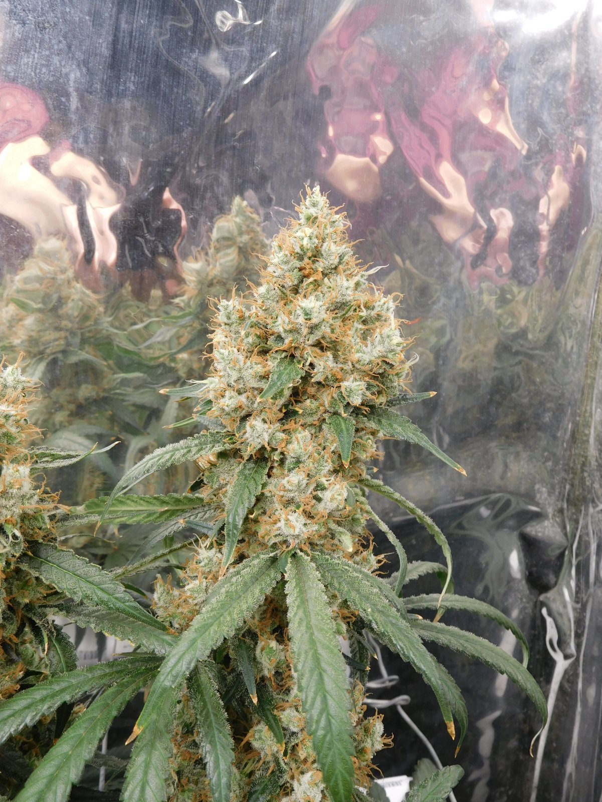 AG Day 70 Flower (3).JPG