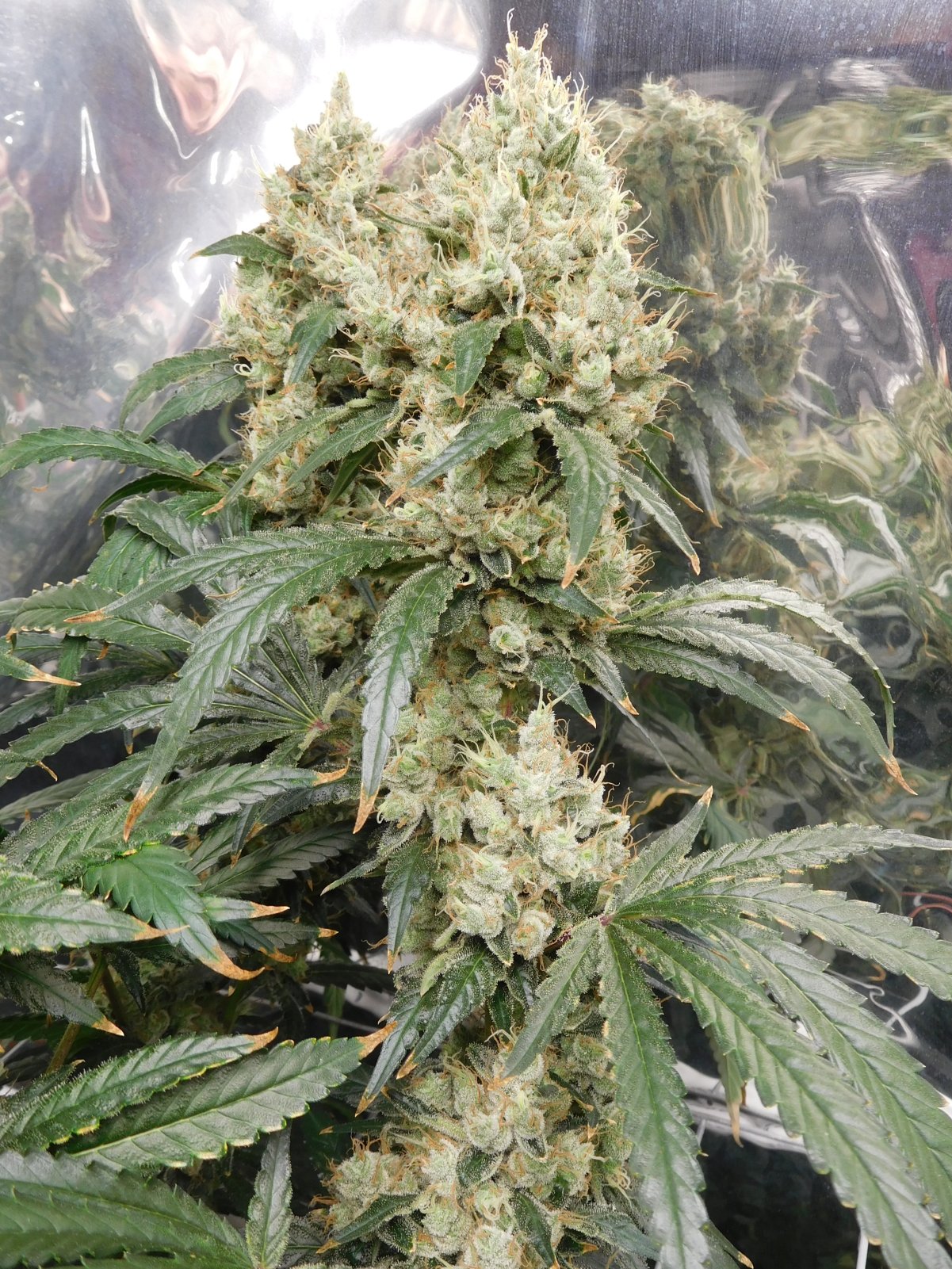 AG Day 70 Flower (4).JPG