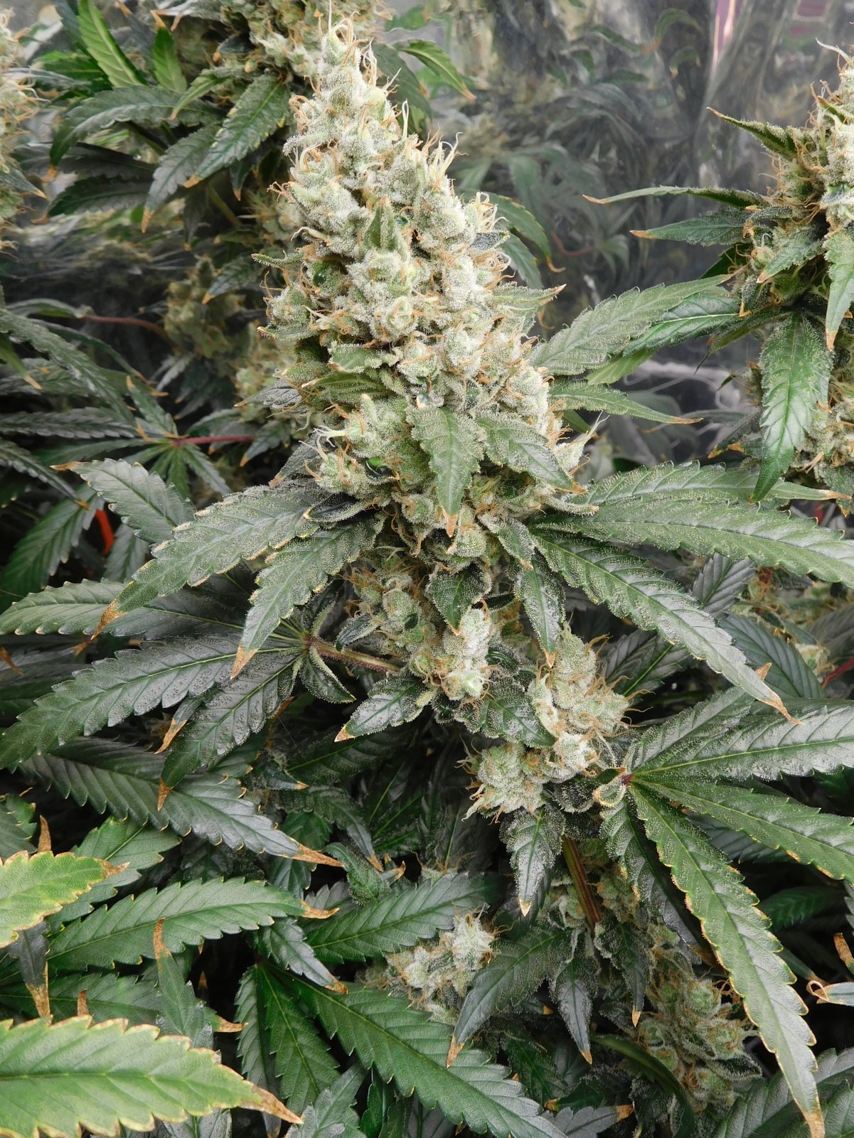 AG Day 70 Flower (5).JPG