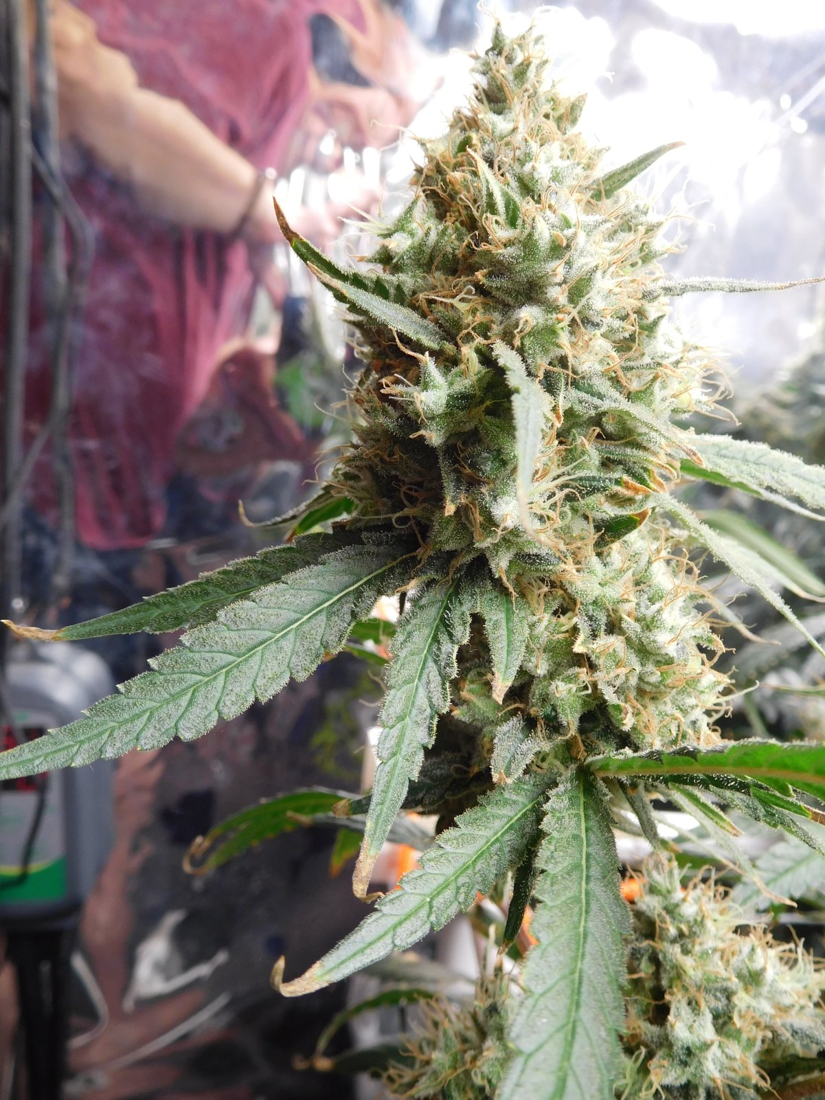 AG Day 70 Flower (7).JPG