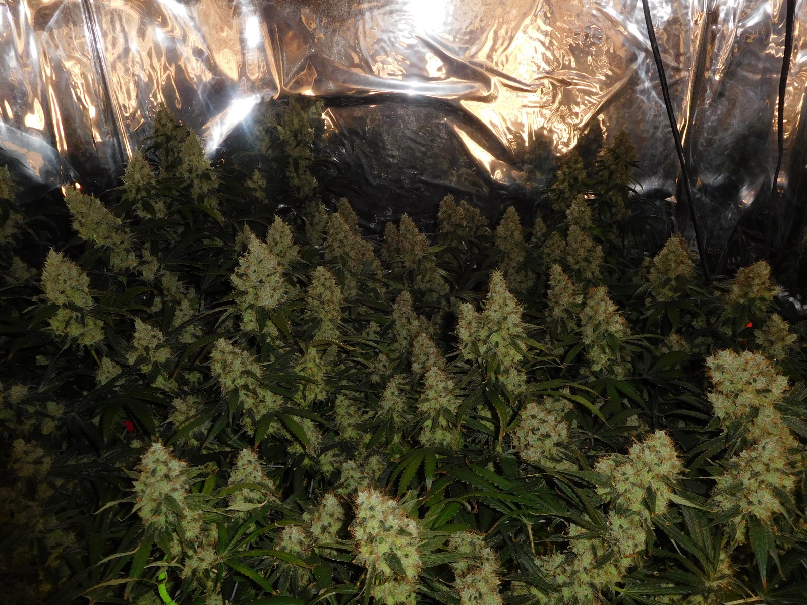 AG Day 71 Flower flash (3).JPG