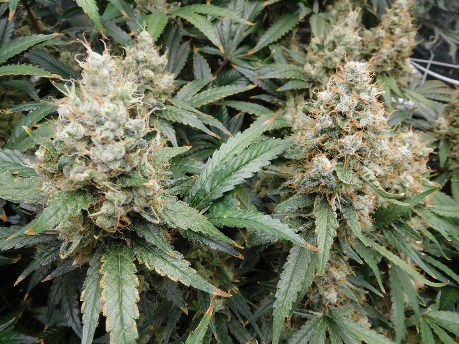 AG Day 73 Flower (10).JPG