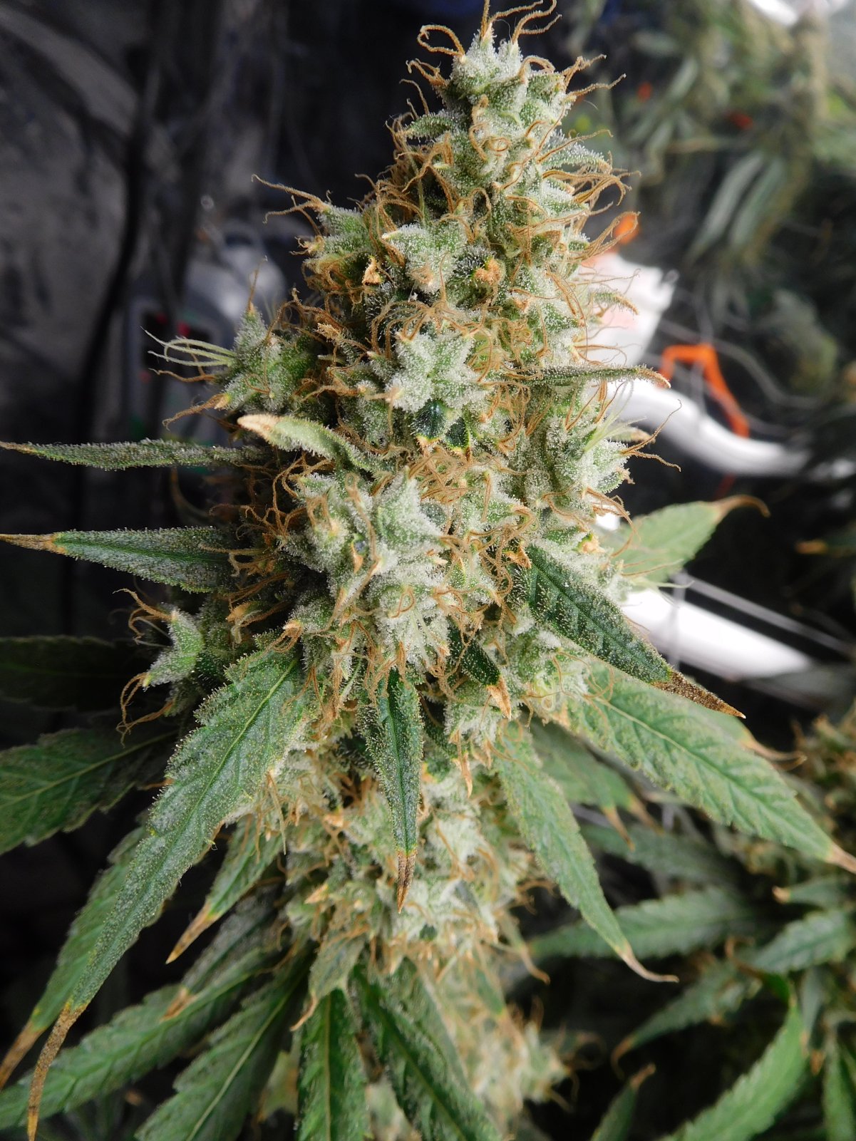 AG Day 73 Flower (11).JPG