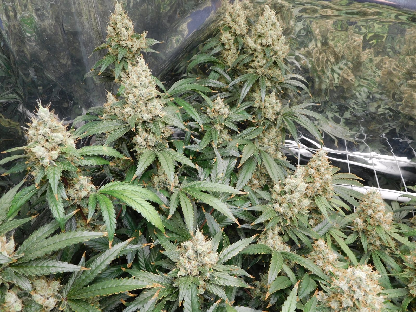 AG Day 73 Flower (13).JPG