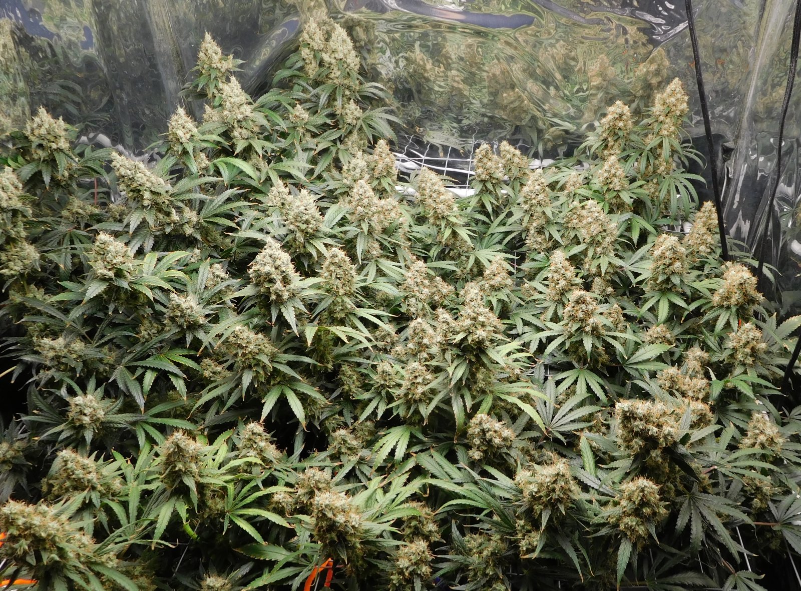 AG Day 73 Flower (4).JPG