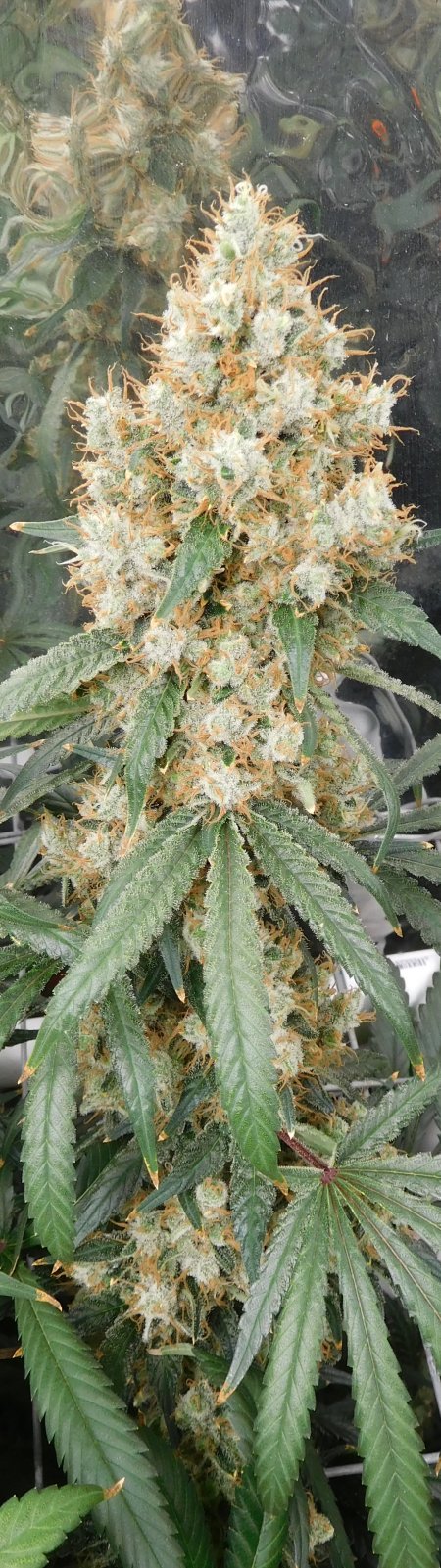 AG Day 73 Flower (7).JPG