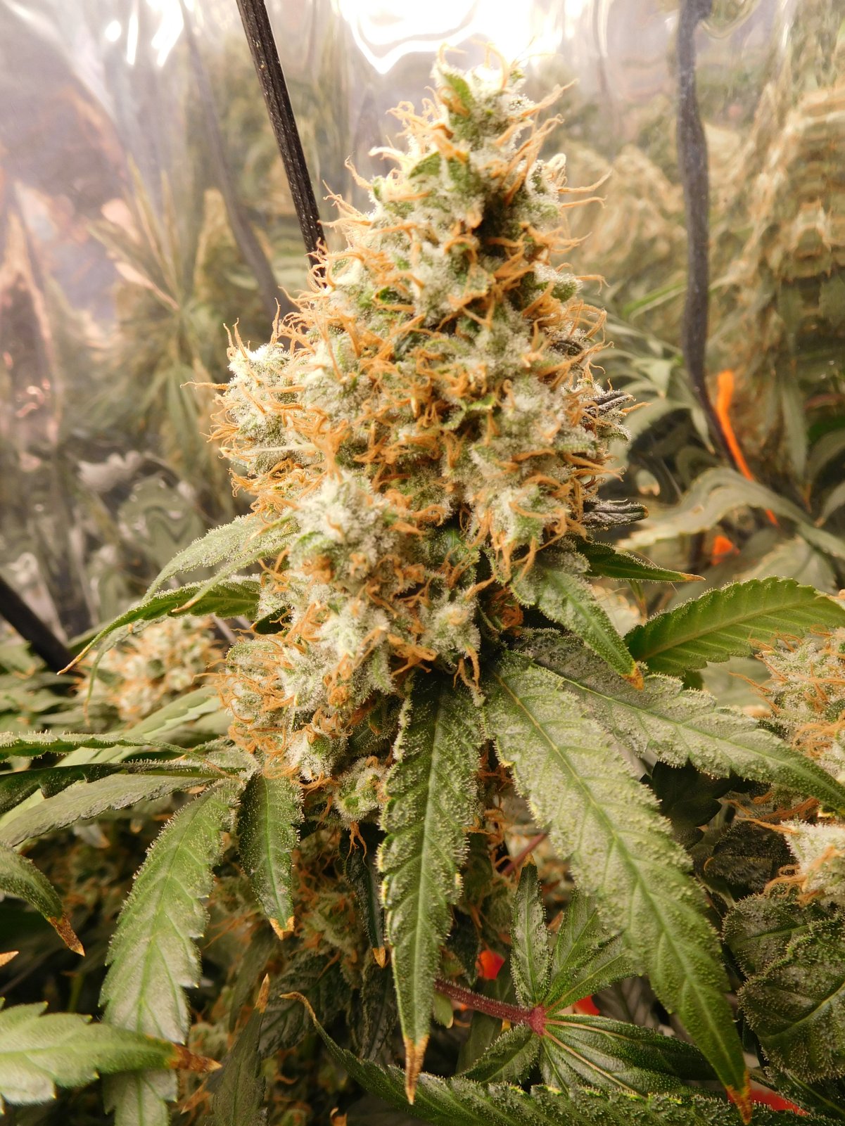 AG Day 73 Flower (9).JPG