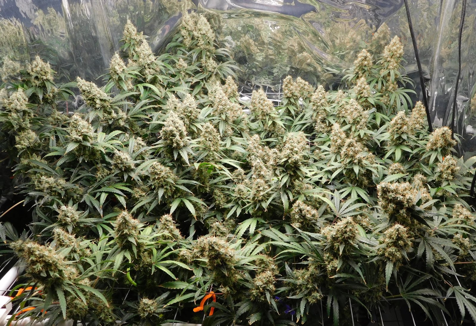 AG Day 74 Flower (1).JPG