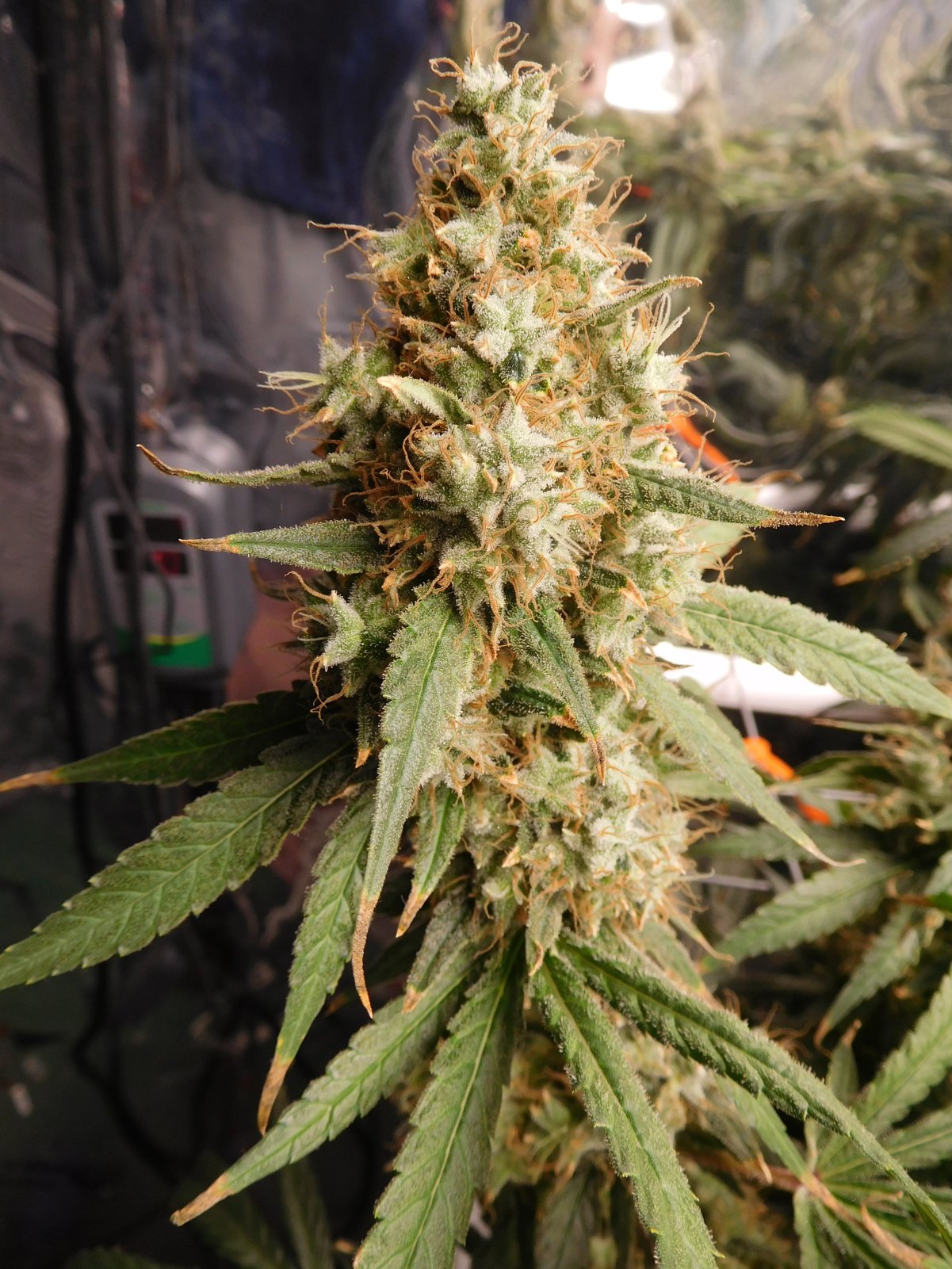 AG Day 74 Flower (10).JPG