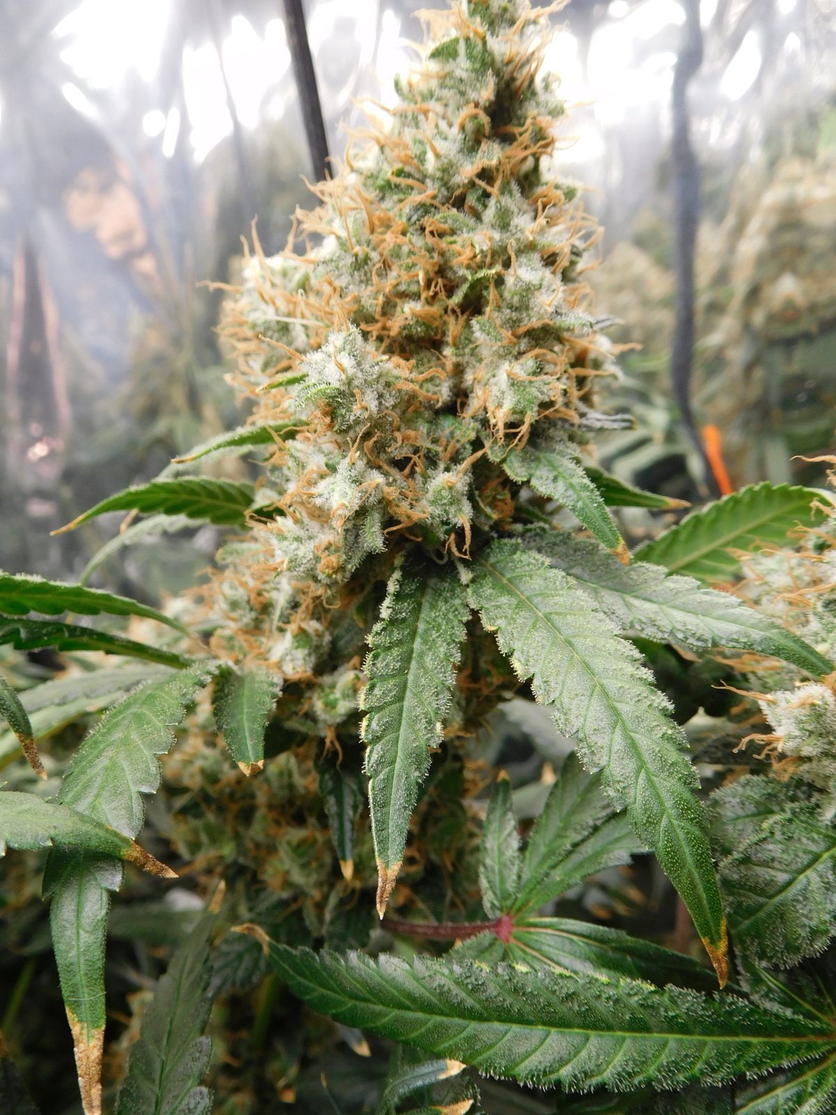 AG Day 74 Flower (11).JPG