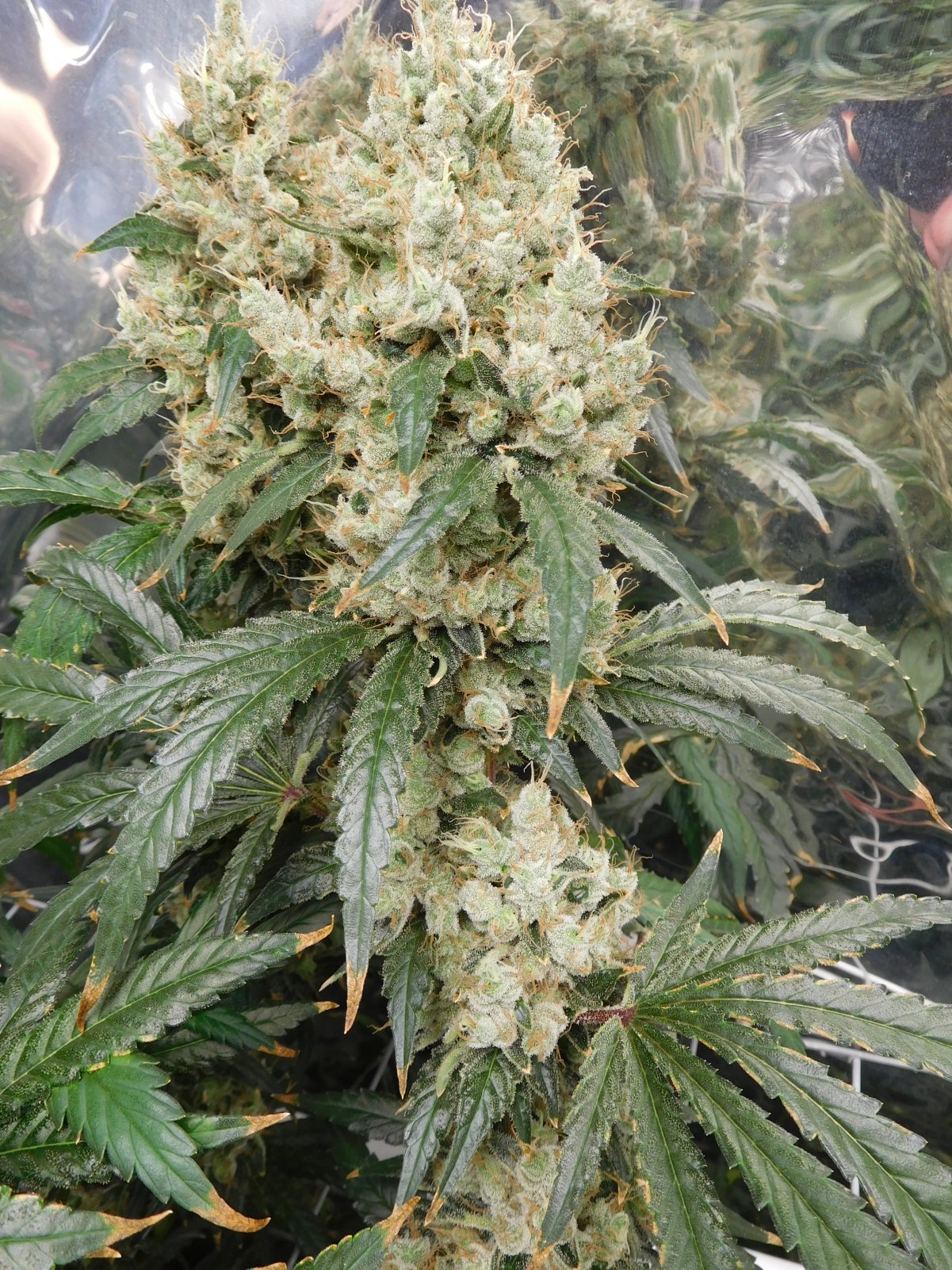 AG Day 74 Flower (3).JPG