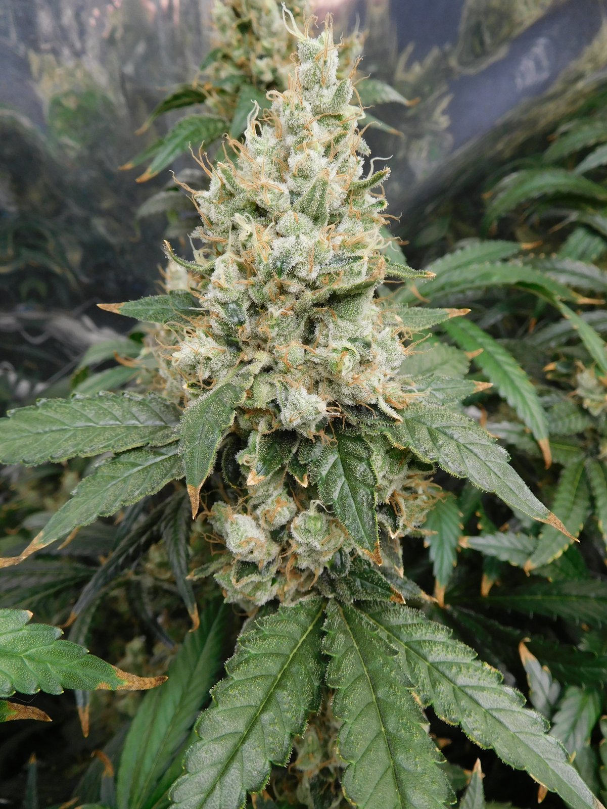 AG Day 74 Flower (4).JPG