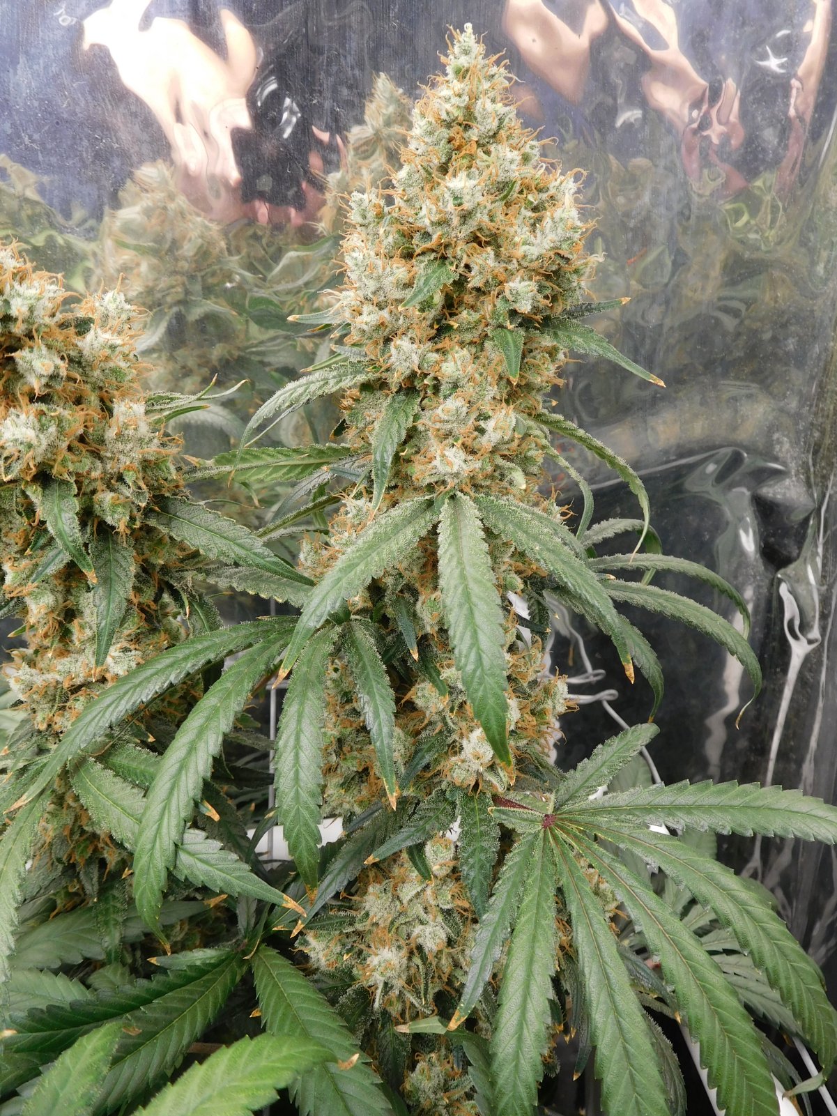 AG Day 74 Flower (7).JPG