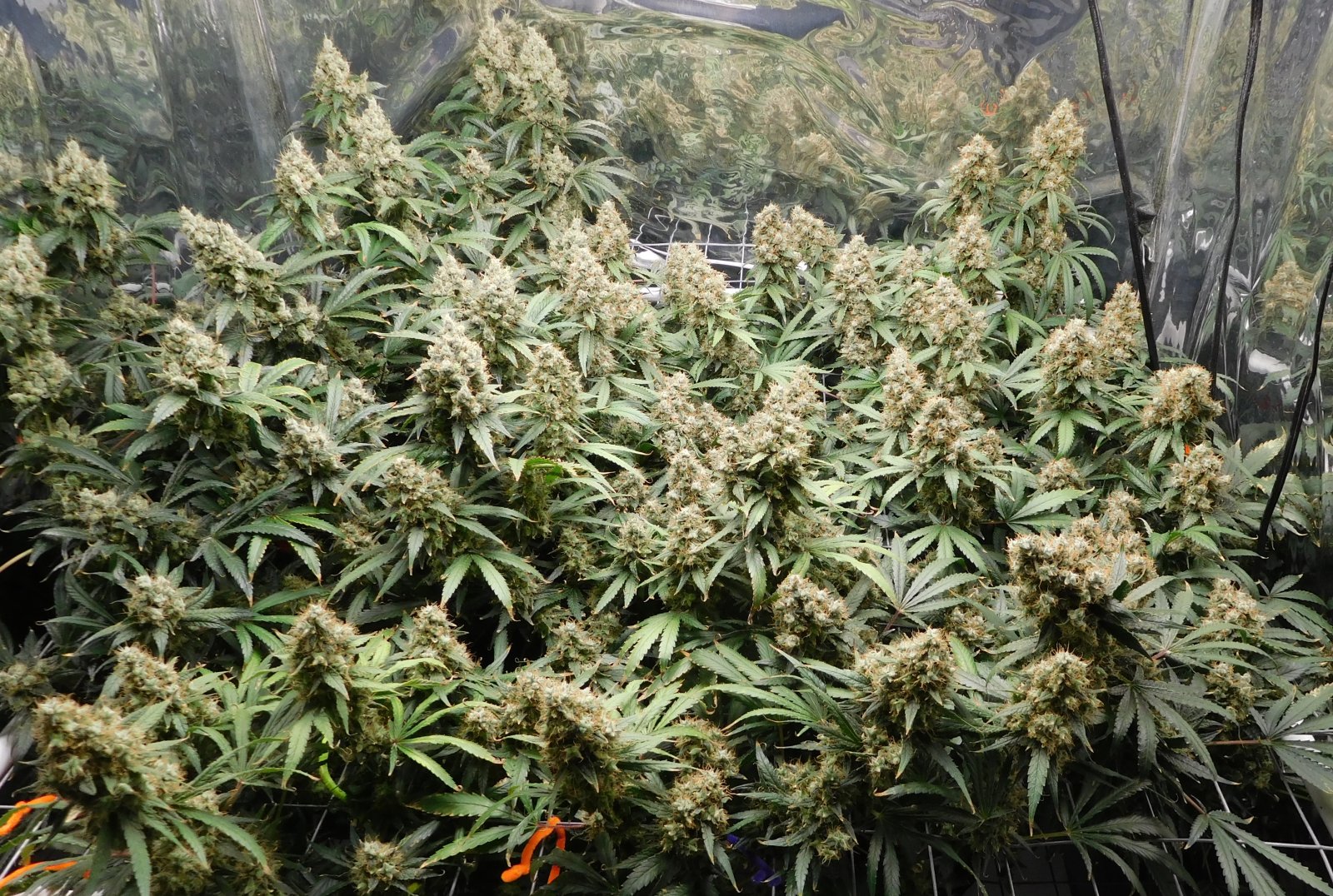 AG Day 75 Flower (1).JPG