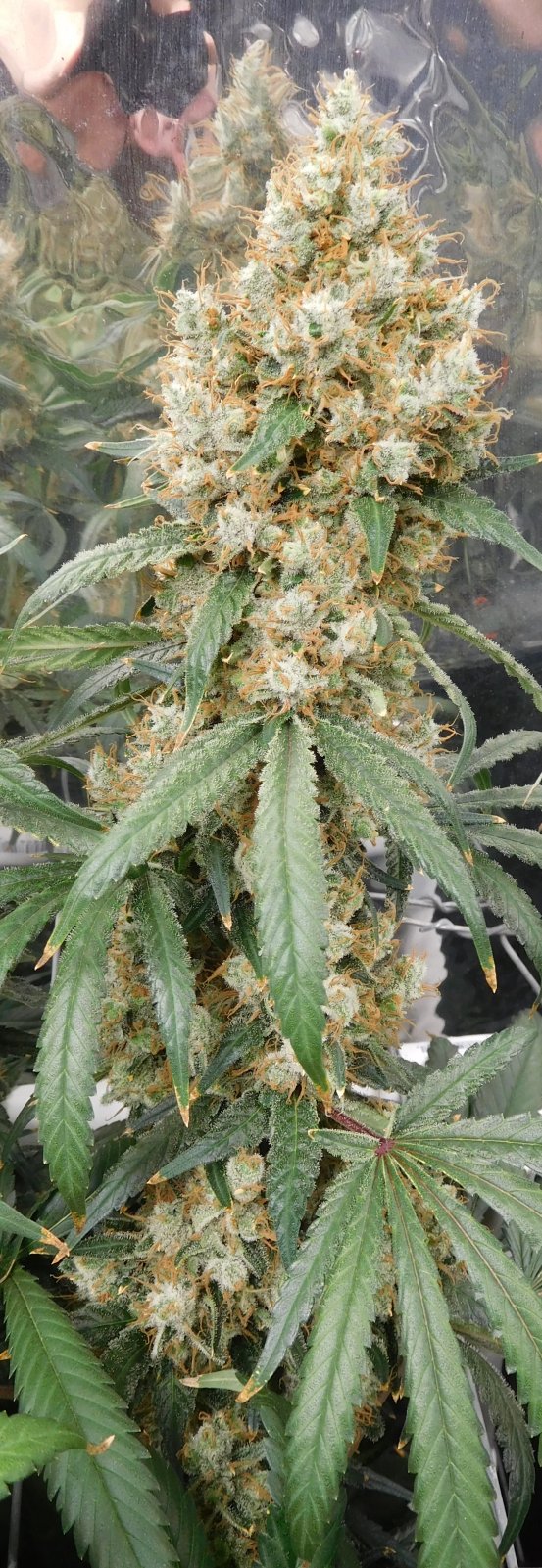 AG Day 75 Flower (10).JPG